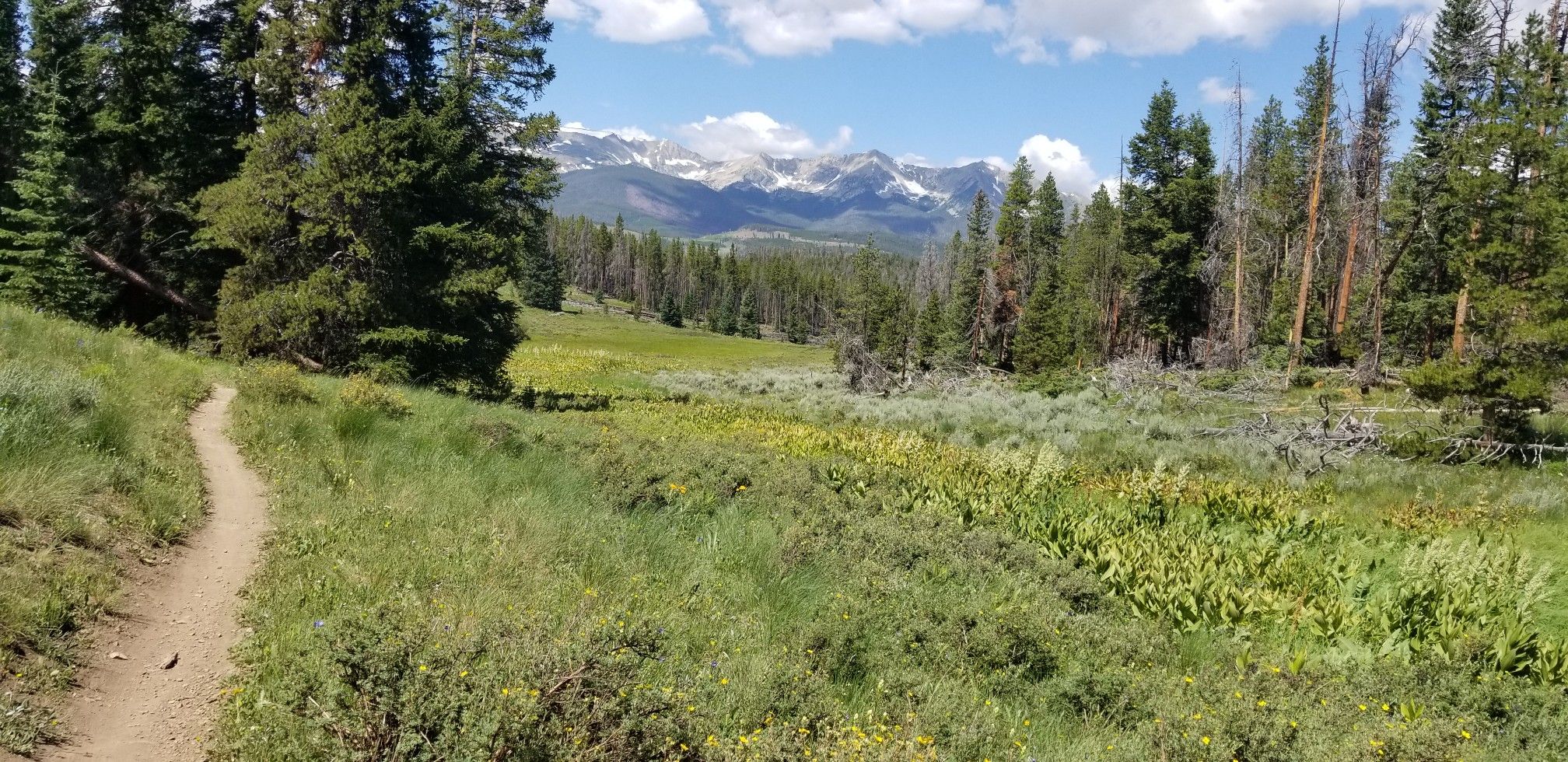 Dirt path winds through a sunny mountain meadow with distant peaks. - Colorado Trail and Vomit Loop