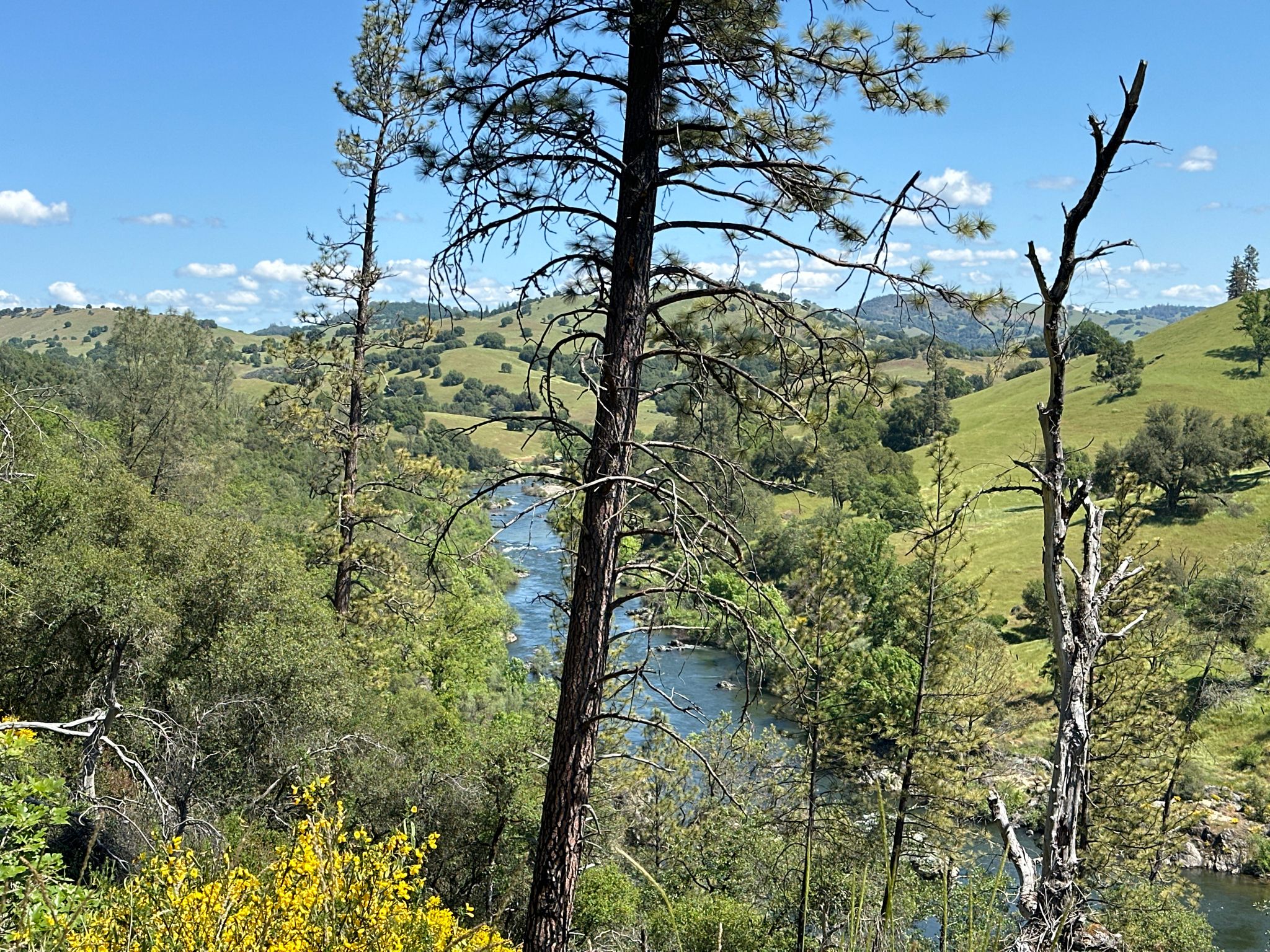 Tall trees frame a winding river through green hills under a bright blue sky. - Acorn Creek Trail – Acorn Creek Trail loop from Brush Creek Ranch
