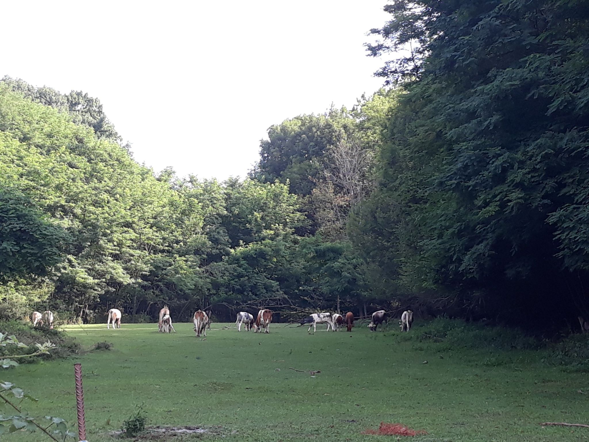 anche a borgo ci sono le mucche