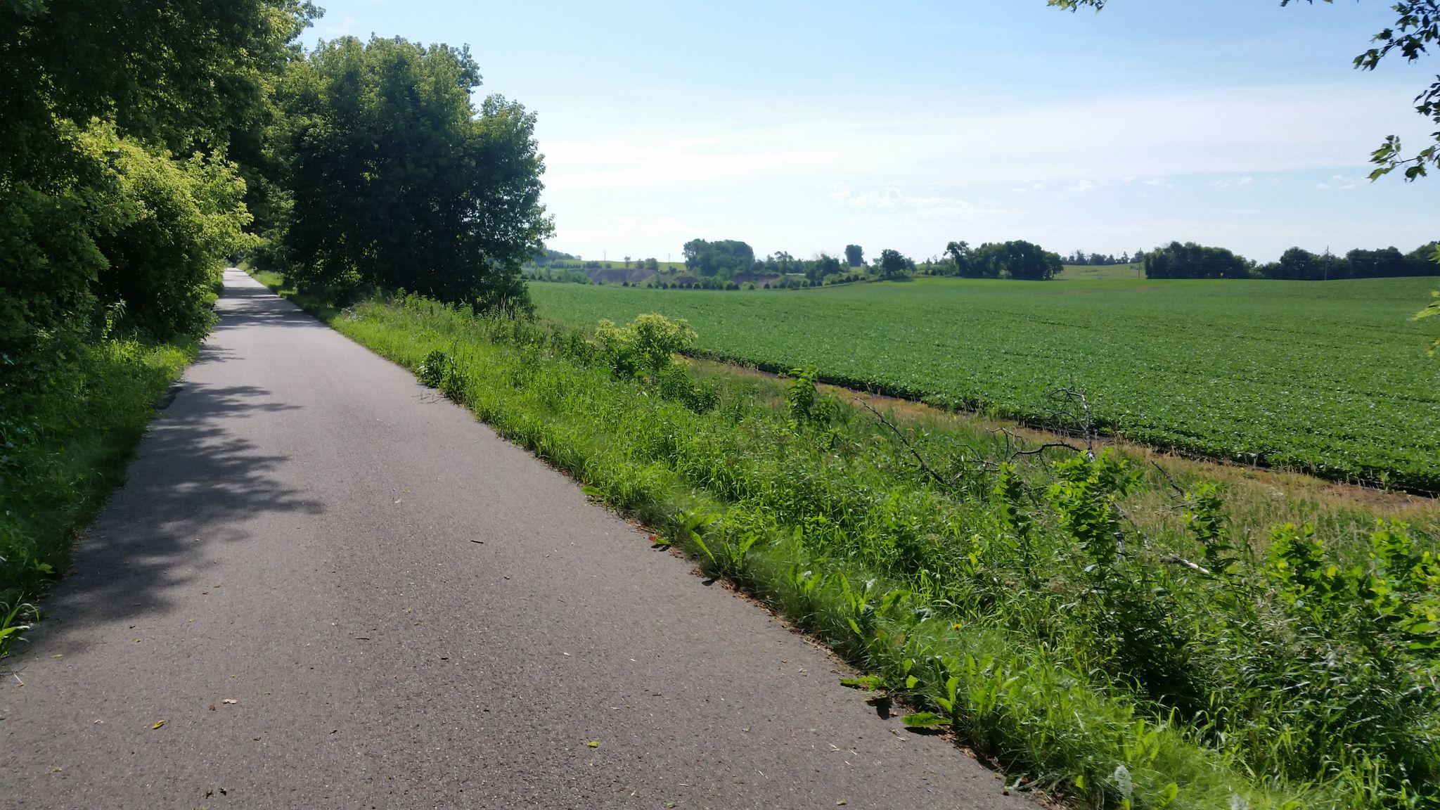 Paved path alongside a green field under a clear blue sky. - Sakatah Singing Hills State Trail