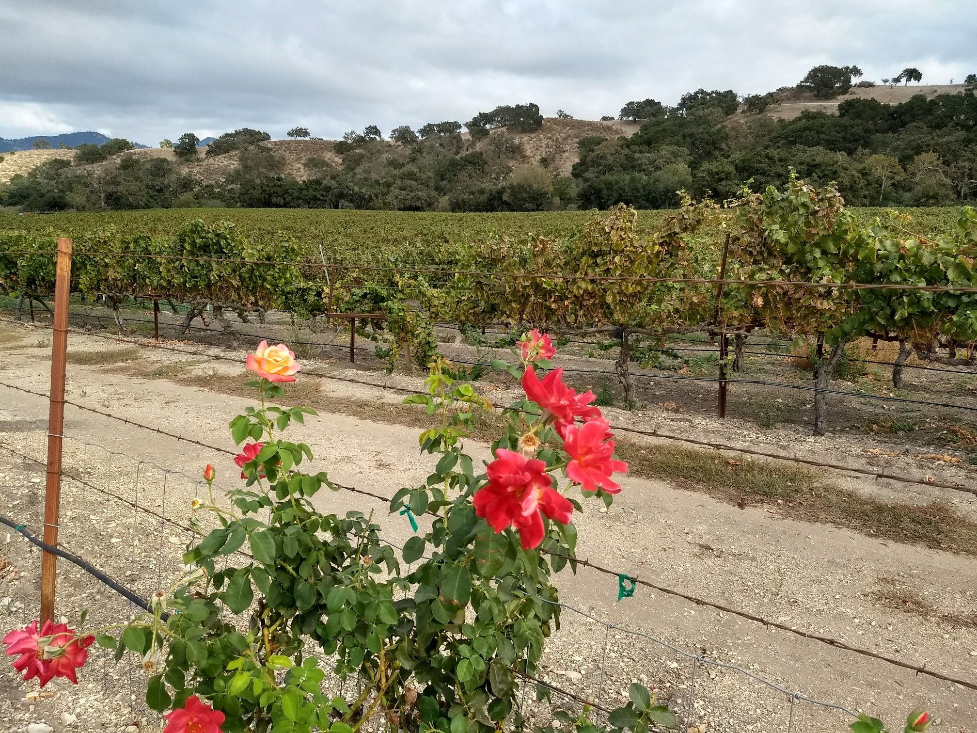 Red and yellow roses in front of a vineyard under an overcast sky. - Foxen Canyon & Drum Canyon Road loop
