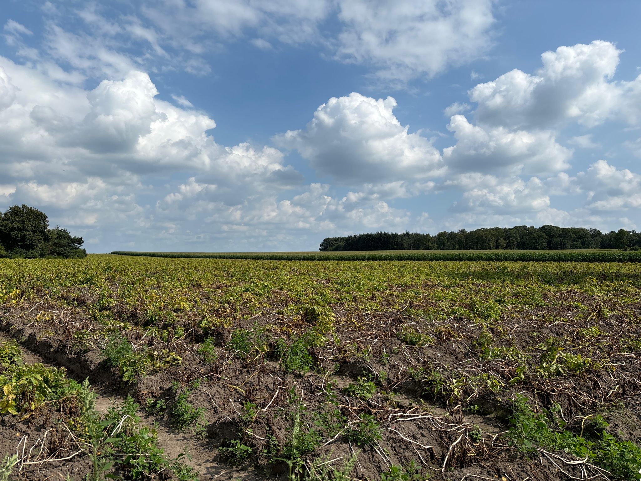 aardappelveld...daar achter mais...