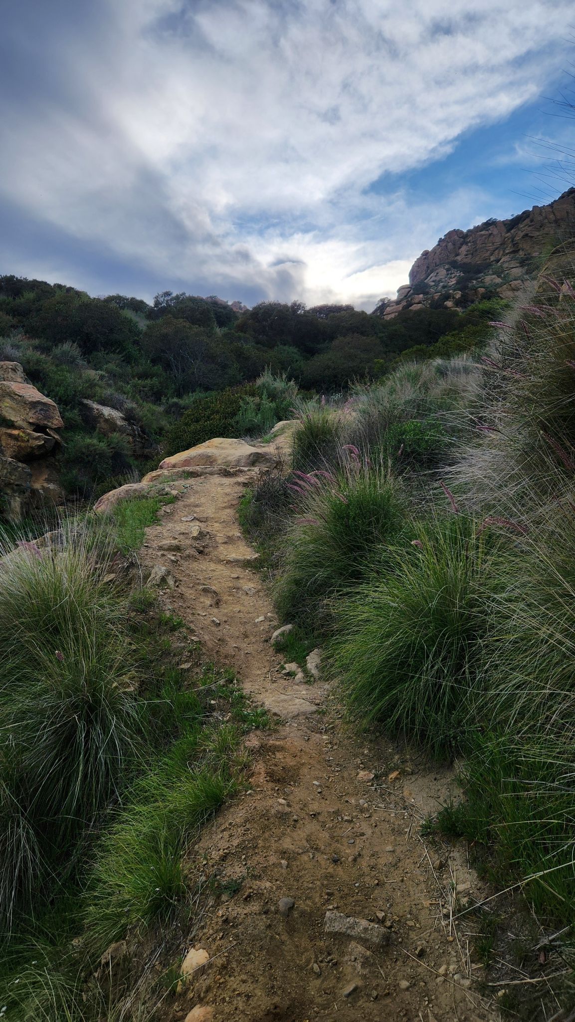 A winding dirt path uphill through tall green grasses and rocky terrain. - Mattingly Trail to Old Santa Susana Stagecoach Road