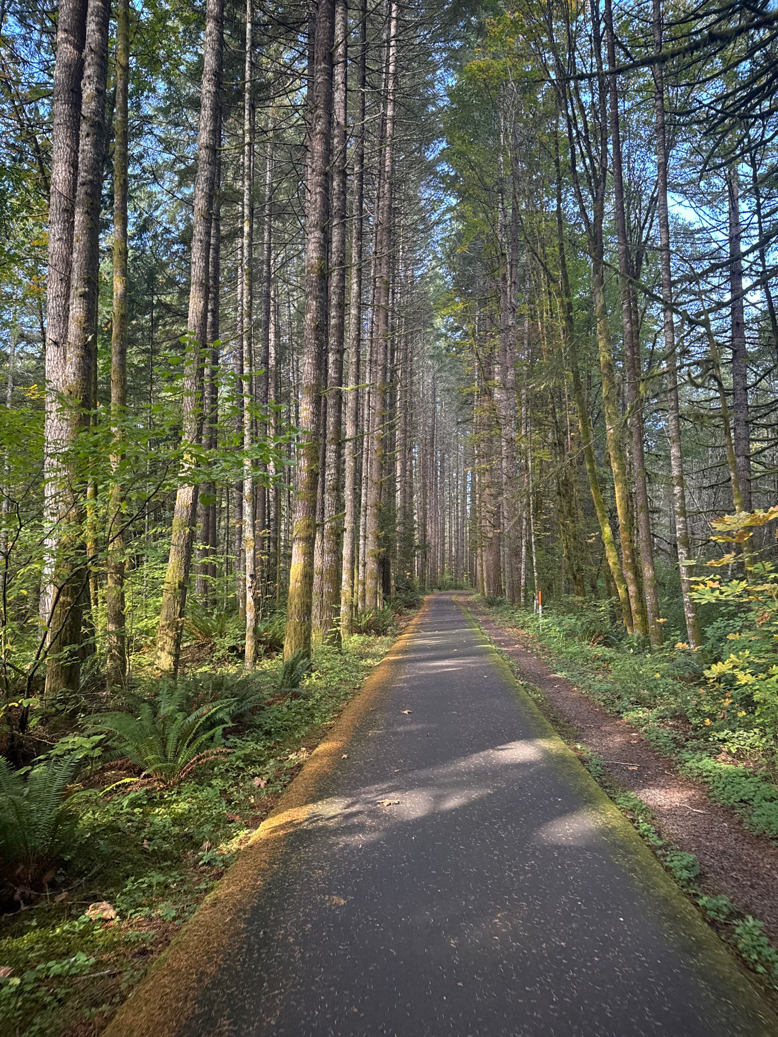 Long paved path through a dense forest of tall trees, dappled sunlight. - L.L. Stub Stewart State Park – Banks-Vernonia State Trail loop from L.L. Stub Stewart State Park