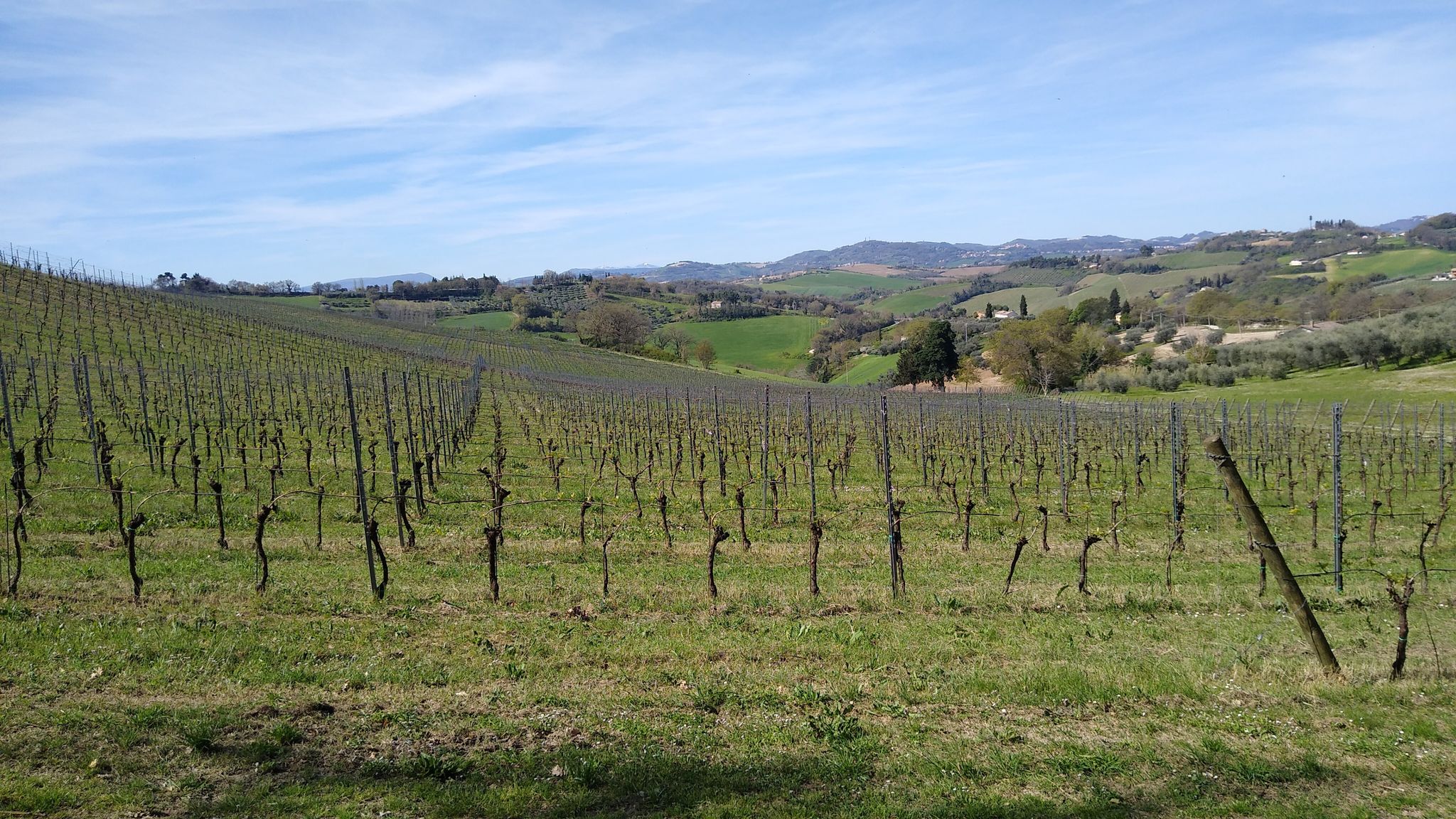 Vigneti prospicienti la valle formata dal Rio di San Girolamo