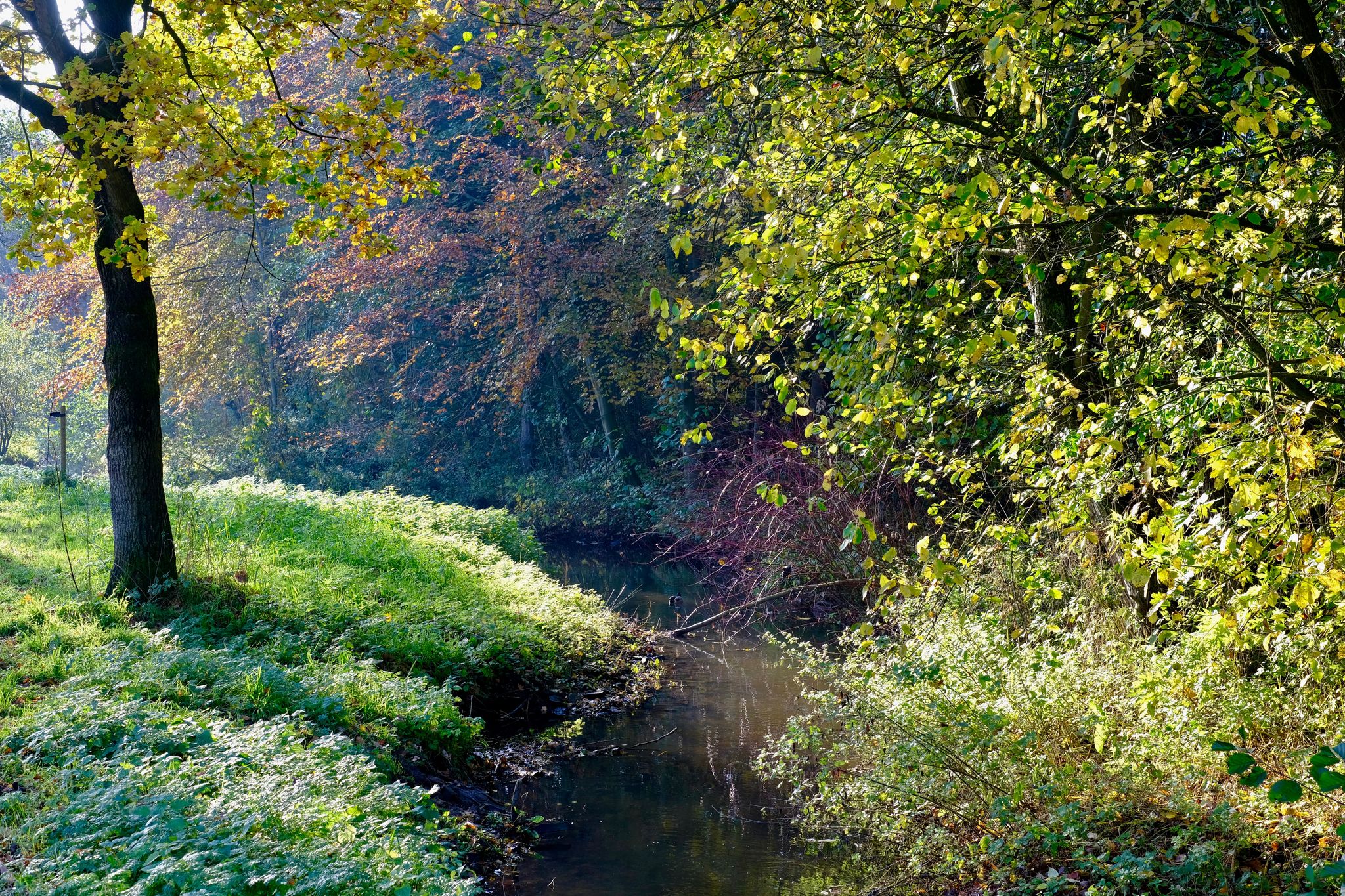 Die Soeste am Mühlenteich