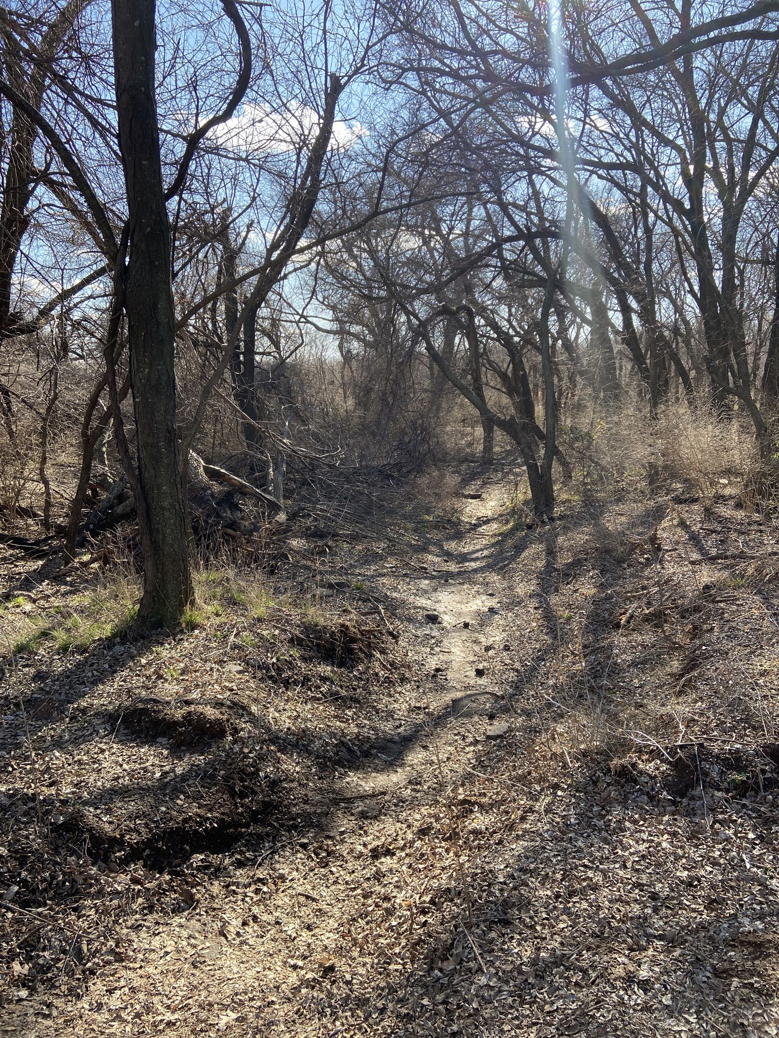 A narrow, sun-dappled path through a forest of leafless trees. - Stinchcomb Wildlife Refuge Hiking Trails