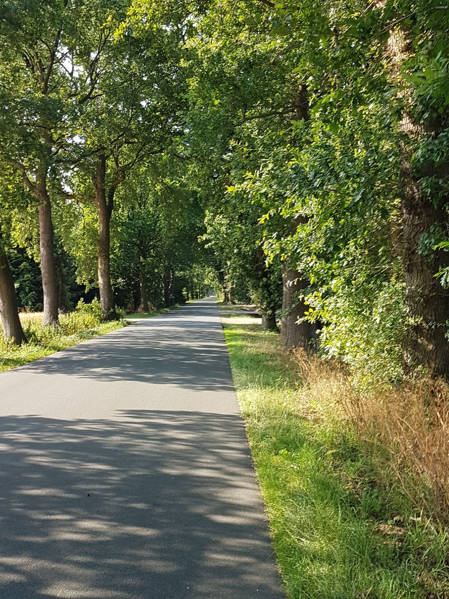 Schöner schattiger Weg