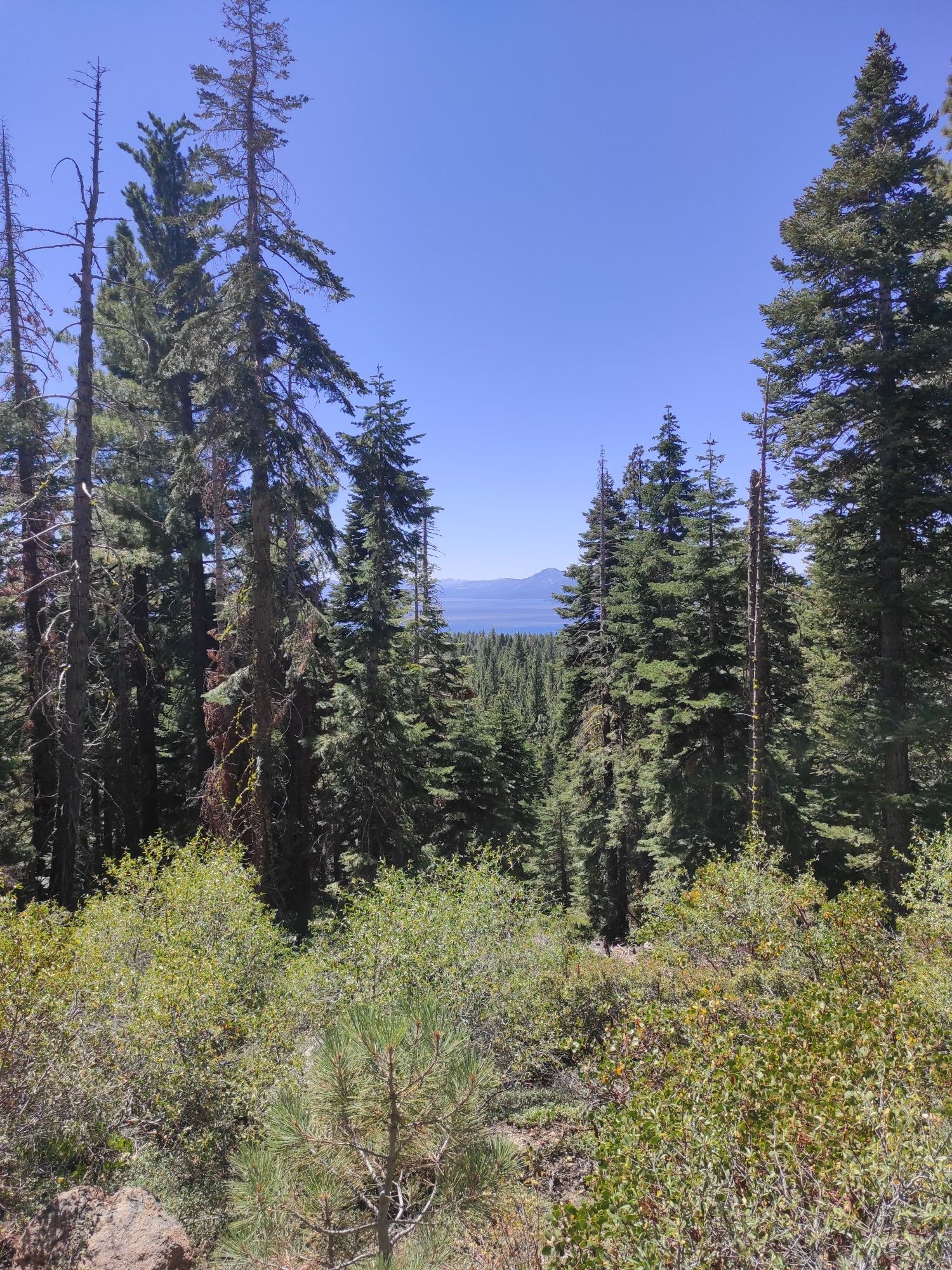 Distant lake visible through tall pine trees and green bushes. - Dollar Creek Shared Use Path and Dollar Reservoir Loop