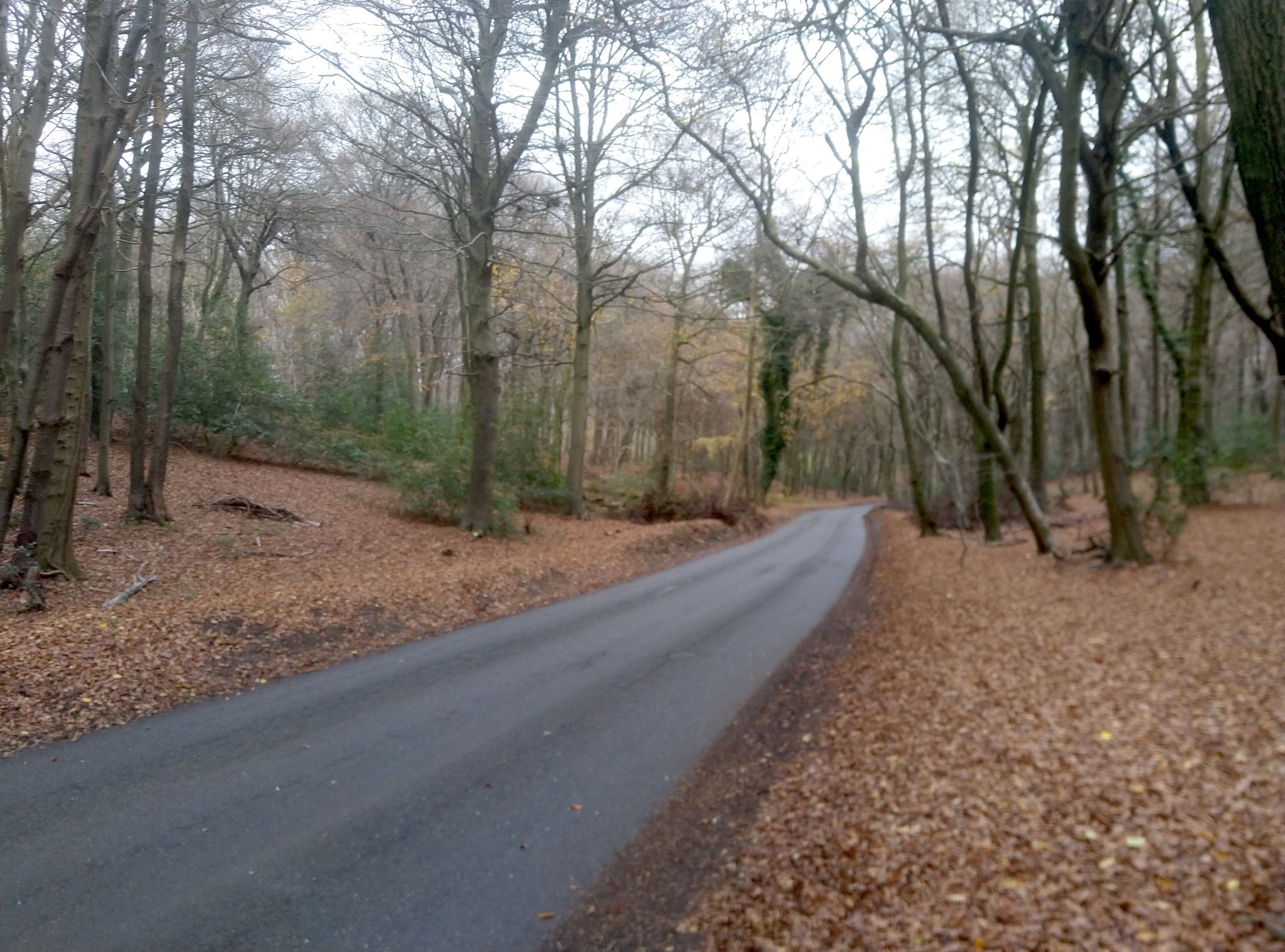 Autumn colours, bare branches and a blanket of fallen leaves