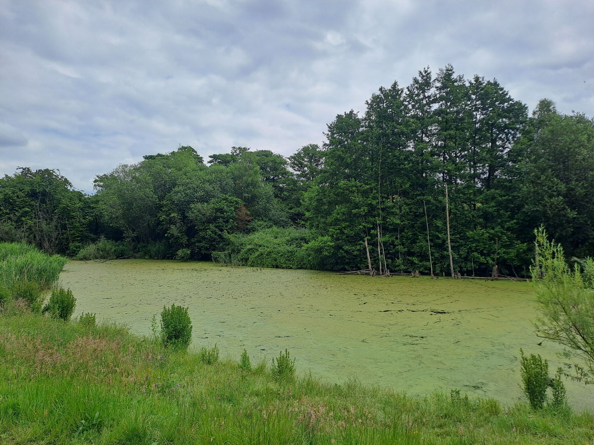 Siston Brook Pond