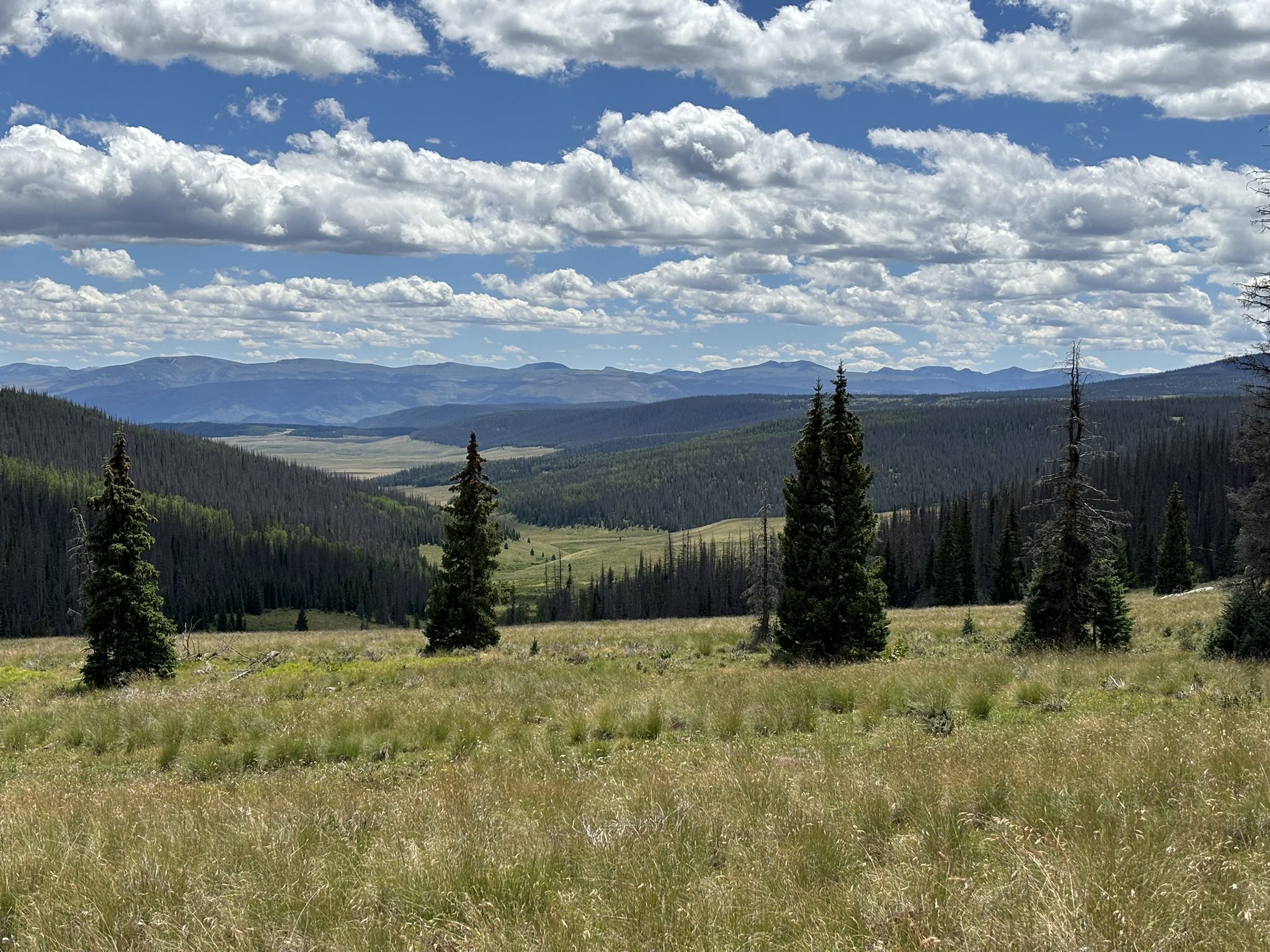 Expansive mountain vista with grassy fields, pine trees, and cloudy sky. - Jarosa Mesa Loop from Spring Creek Pass