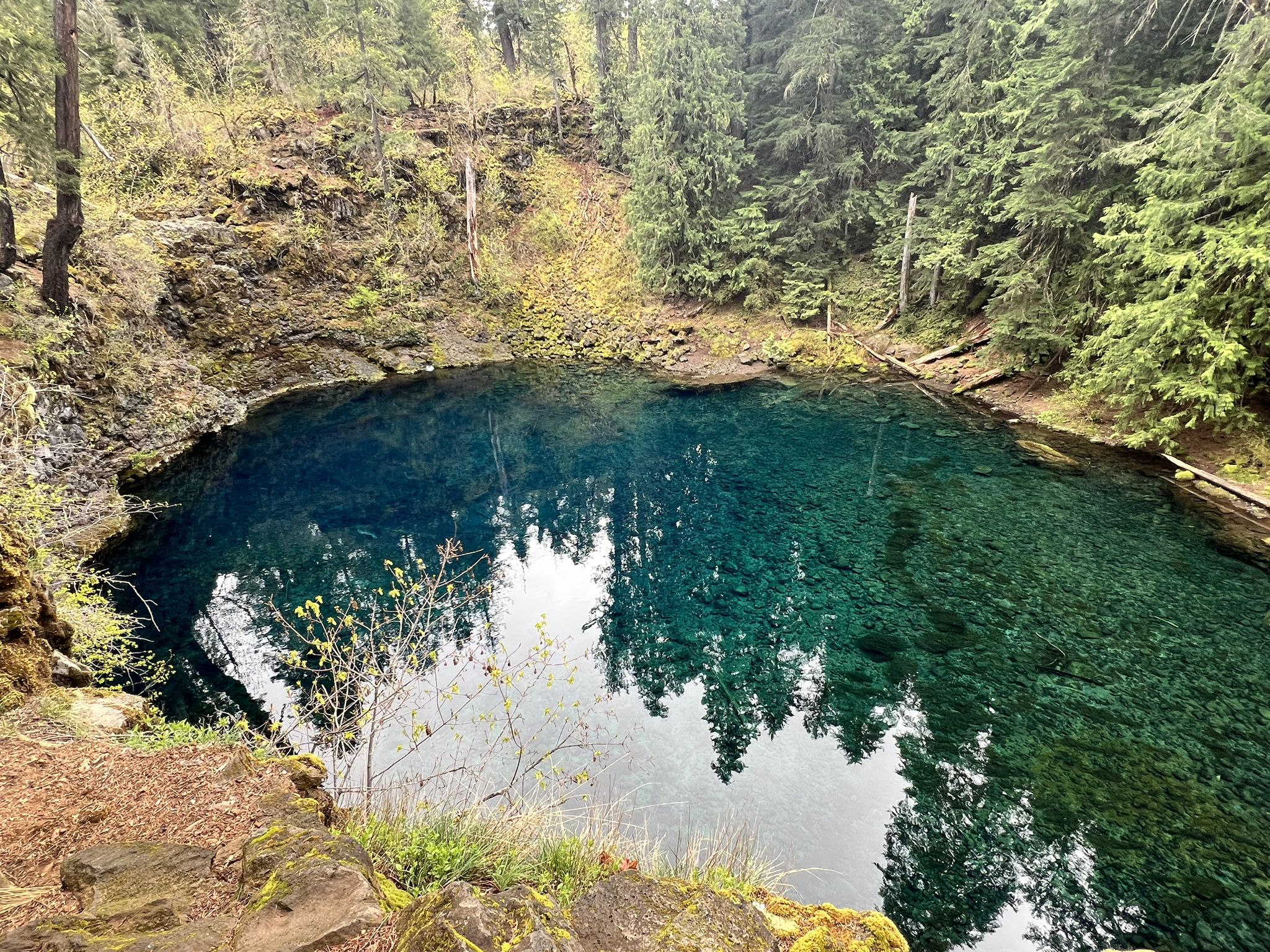 A deep blue-green pool reflects surrounding forest under overcast sky. - Tamolitch Blue Pool loop from Smith River