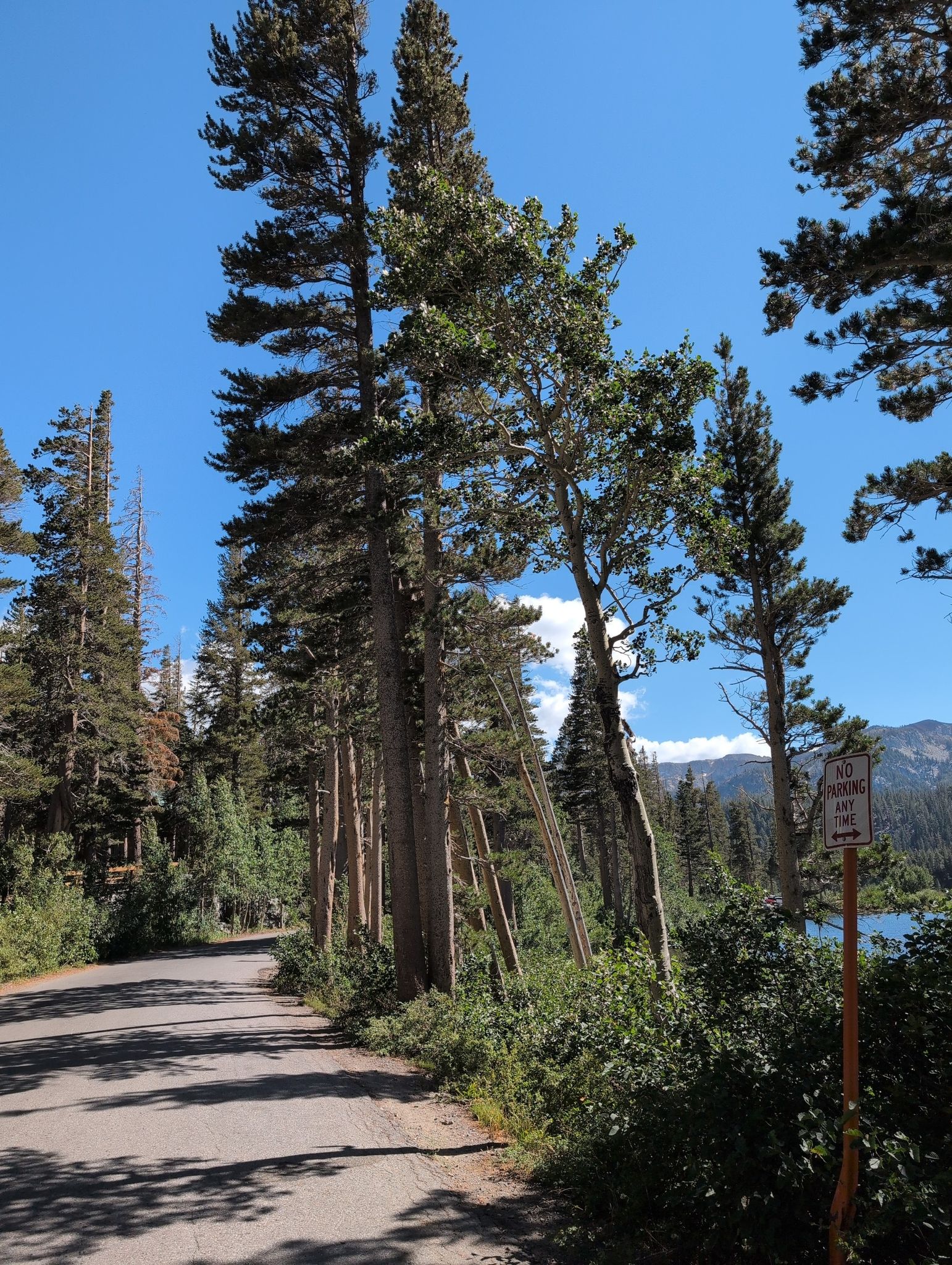 Tall trees beside a paved road, with a lake visible beyond. - Twin Lakes – Twin Lakes loop from Mammoth Lakes