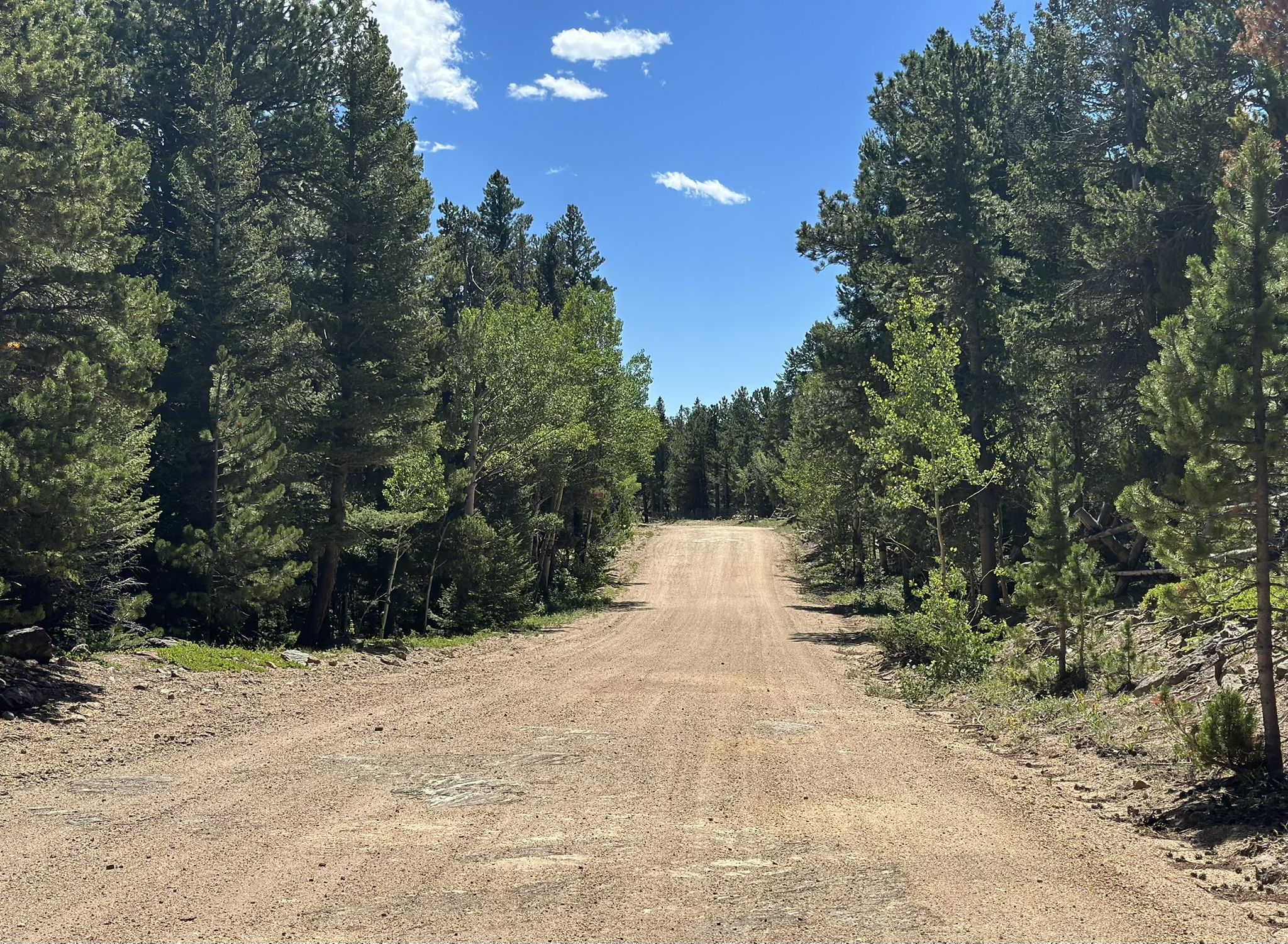 Straight dirt road through a dense pine forest on a sunny day. - Caribou Road Loop