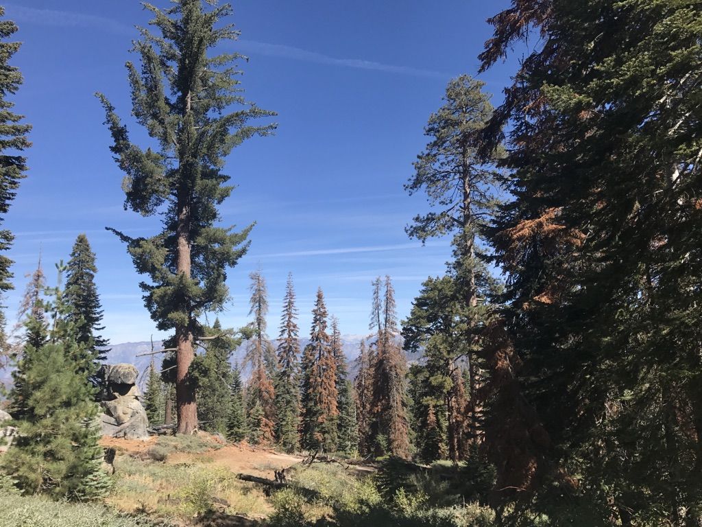 Dense forest with tall pine trees under a clear blue sky. - Buena Vista Peak Trail
