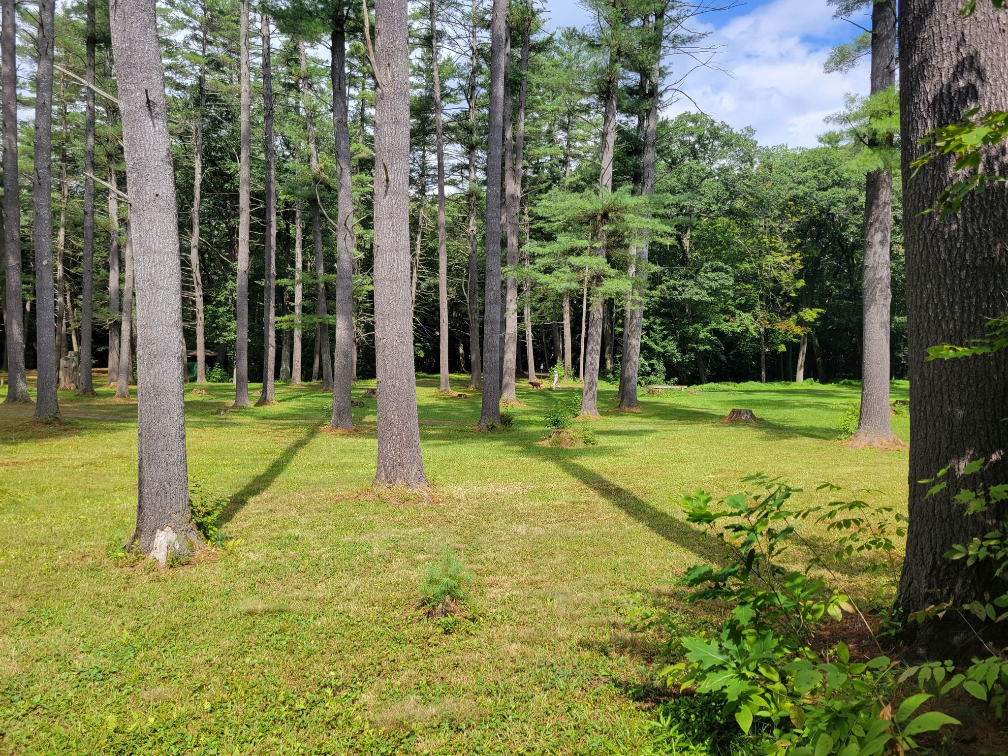 Sunny clearing in a pine forest with long shadows on green grass. - Moody Park loops