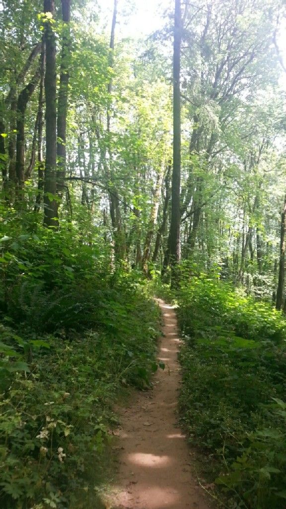 A sun-dappled dirt path winds through a dense, green forest. - Wild Cherry, Alder, and Dogwood Loop