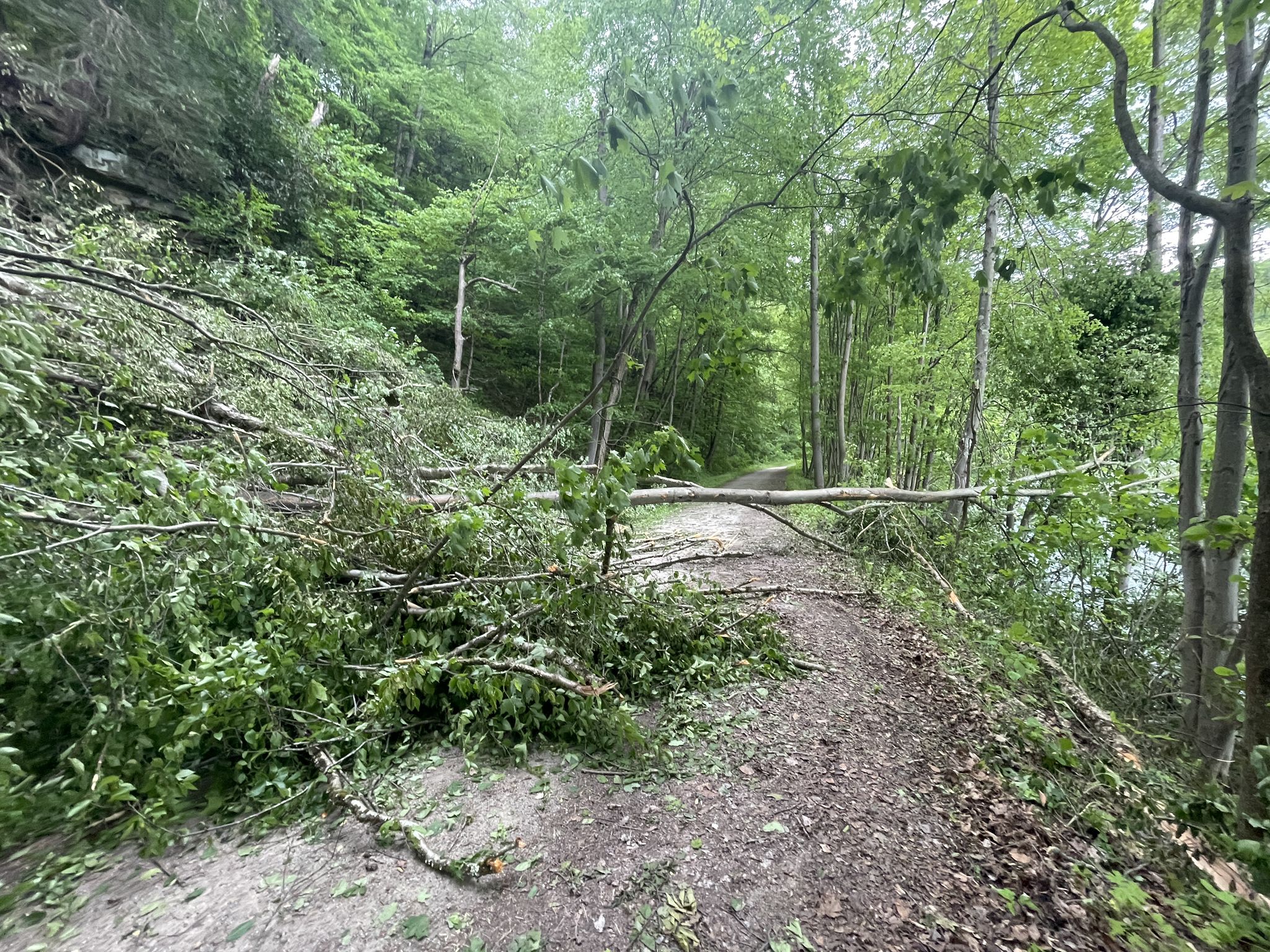 Fallen trees block a dirt path through a dense, green forest. - Ohiopyle – Ohiopyle State Park loop from Confluence
