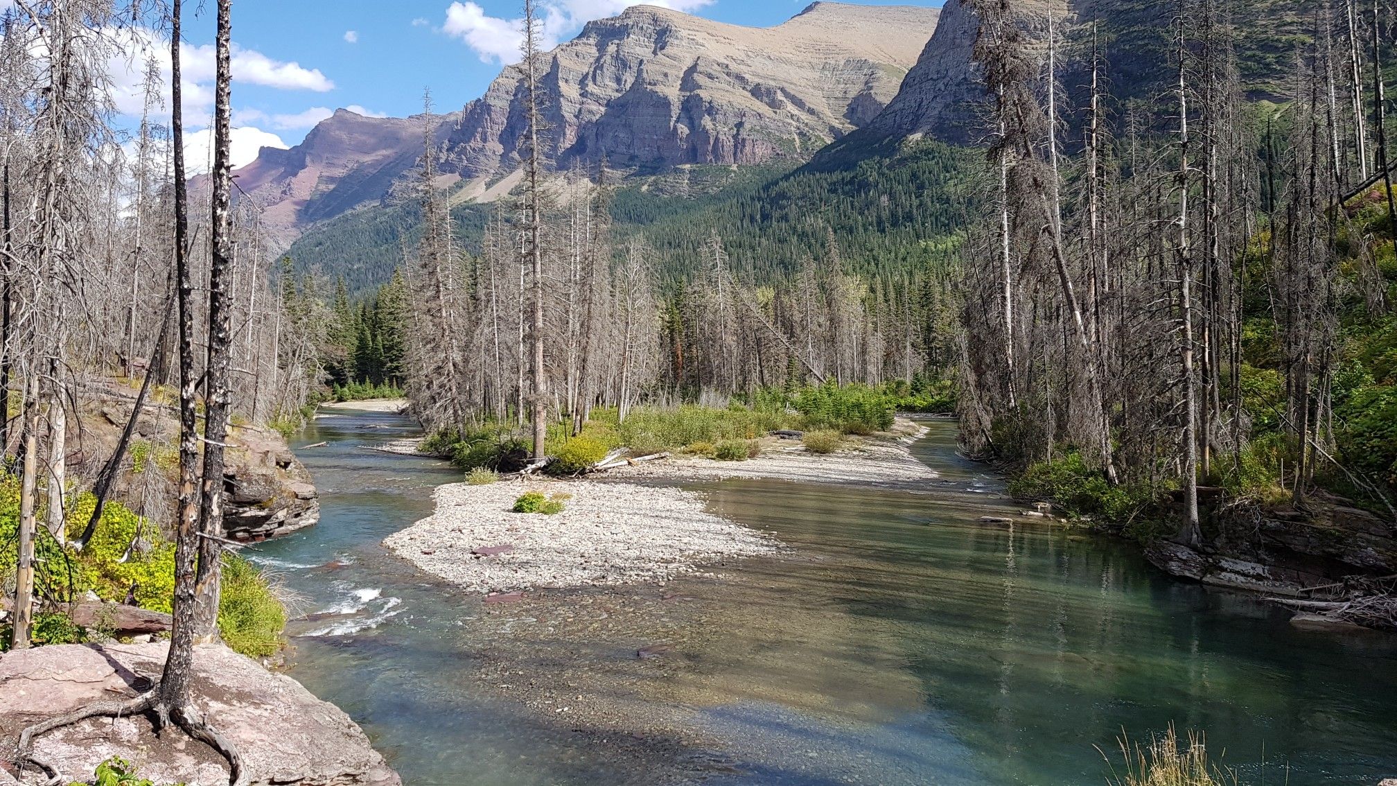 River flowing through a valley with many dead trees and mountains under a bright sky. - St. Mary and Virginia Falls Trail