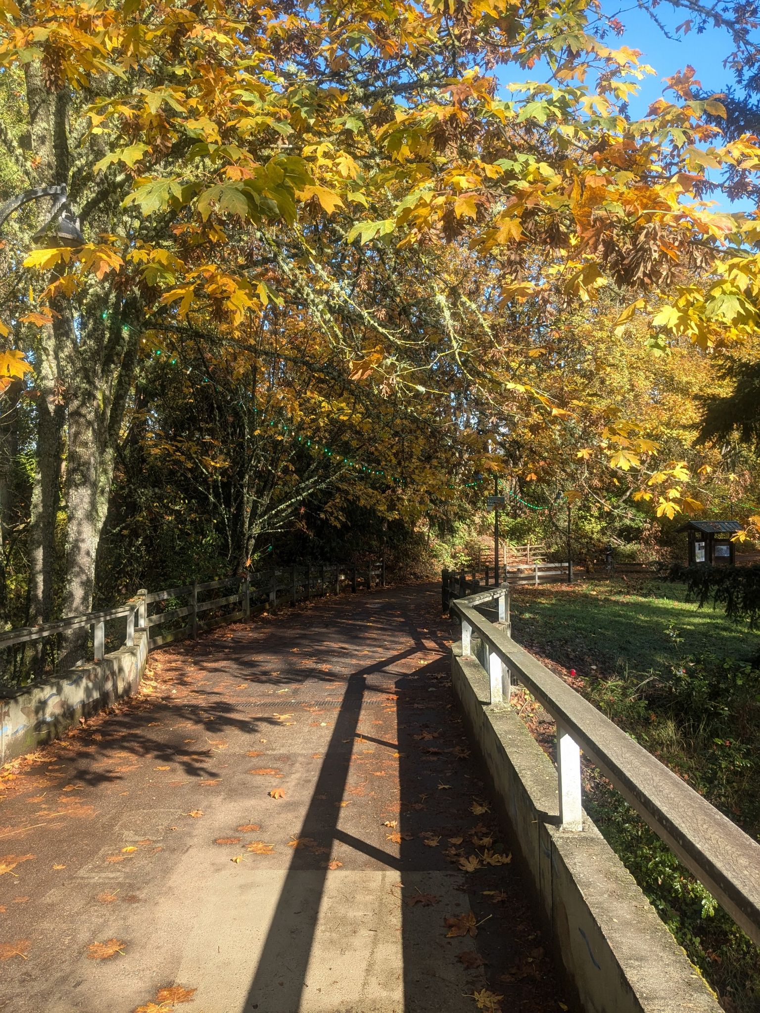 Paved path under a canopy of bright yellow autumn leaves. - Pre's Trail