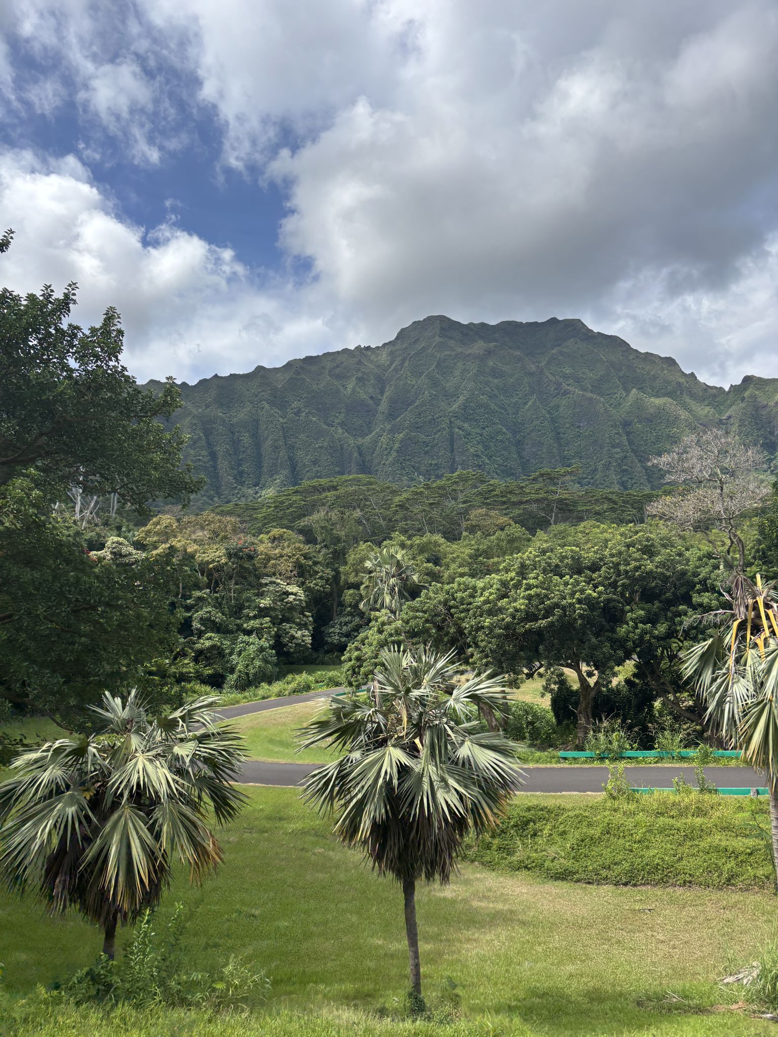 Bright view of palm trees with a large, forested mountain under cloudy sky. - Running loop from Hawaii Pacific University