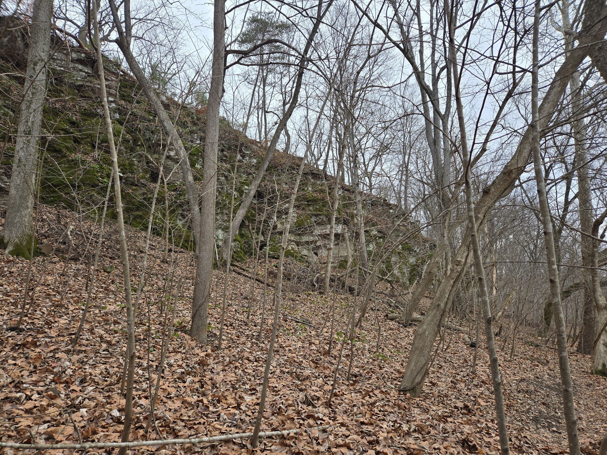 Bare trees and fallen leaves on a forest floor next to a mossy rock face. - Ball's Bluff Red and Orange Loop