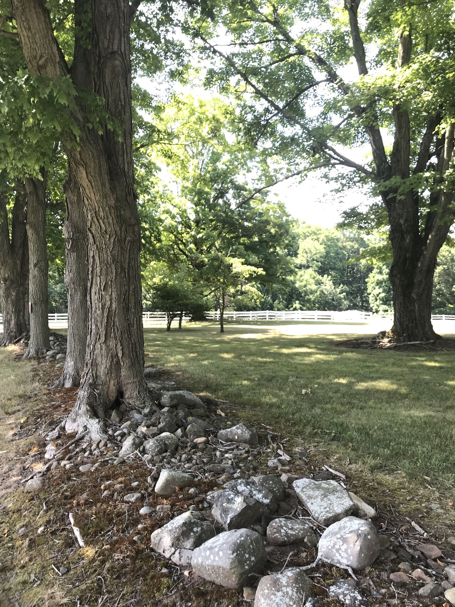 Sunlit grassy field with a row of large trees and stone wall. - Crescent Lake Loop