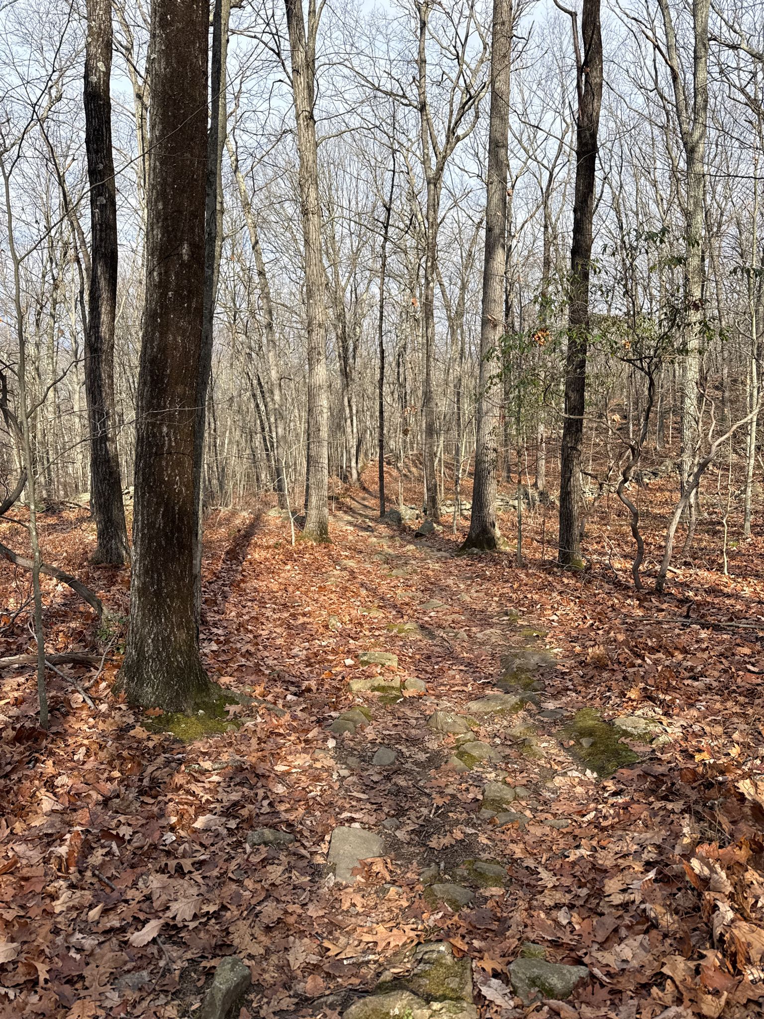 Forest path covered in brown leaves, surrounded by bare trees on a bright day. - Mountainbike loop from Aspetuck Reservoir