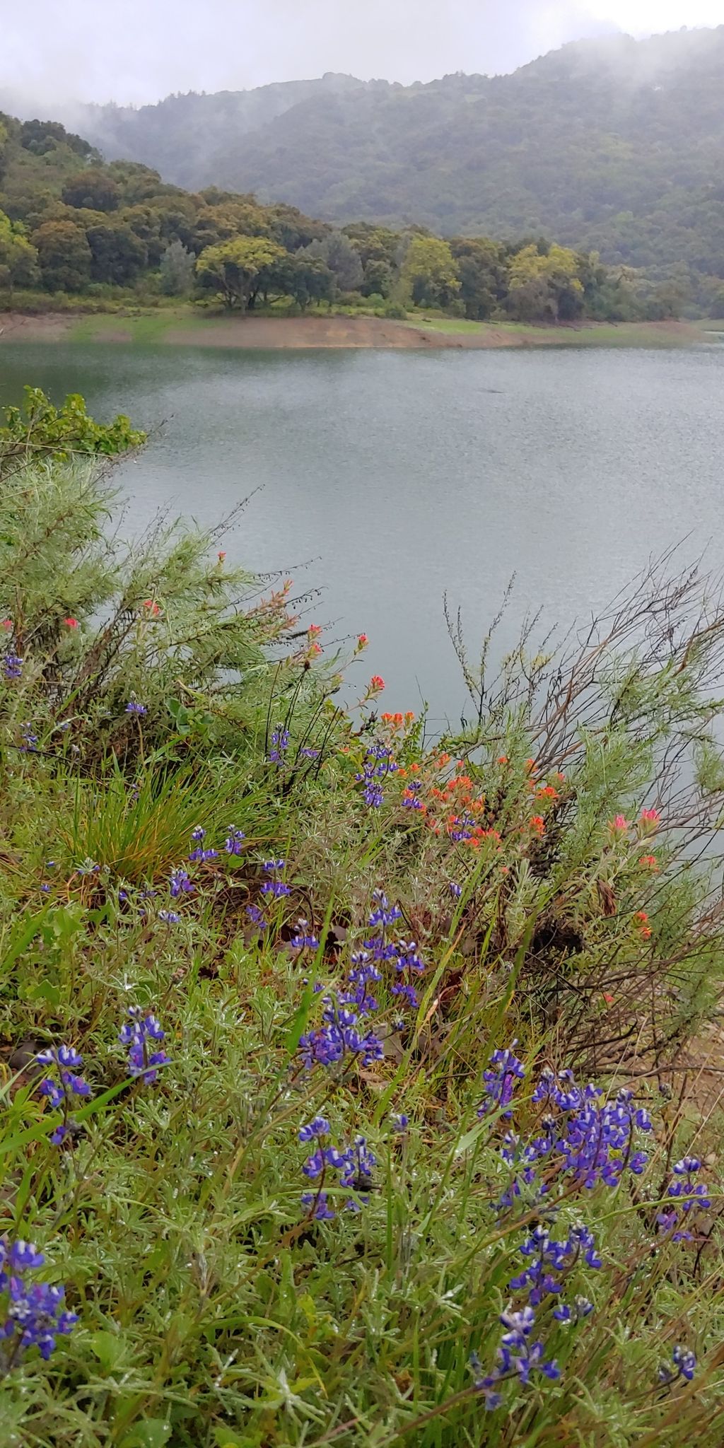 Purple wildflowers in the foreground with a calm lake and green hills. - Stevens Creek Reservoir – Stevens Creek Dam loop from Monta Vista High School
