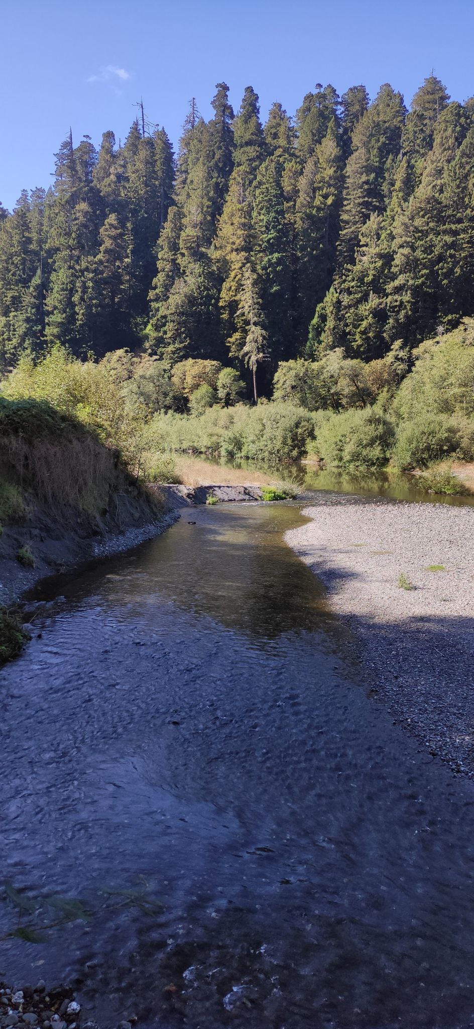 A shallow river with gravel banks winds through a sunny forest. - Elam Backcountry Camp – Redwood Creek Crossing loop from Redwood Creek Trailhead Parking