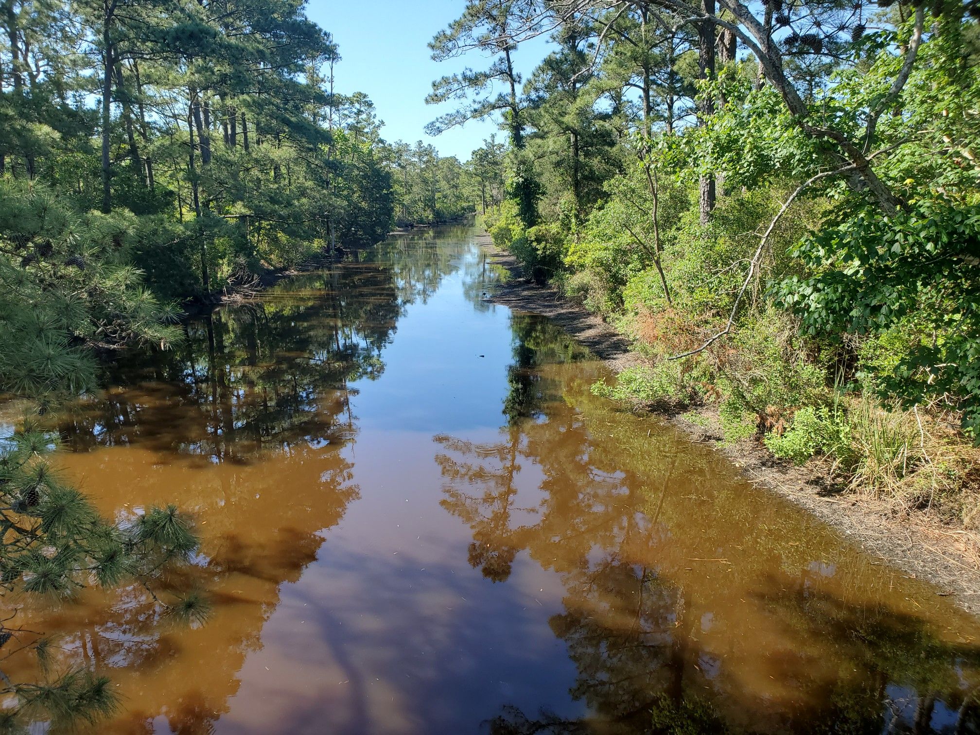 Narrow dark water channel reflecting tall green trees on a sunny day. - David Paul Pruitt Jr. Multi-Use Trail