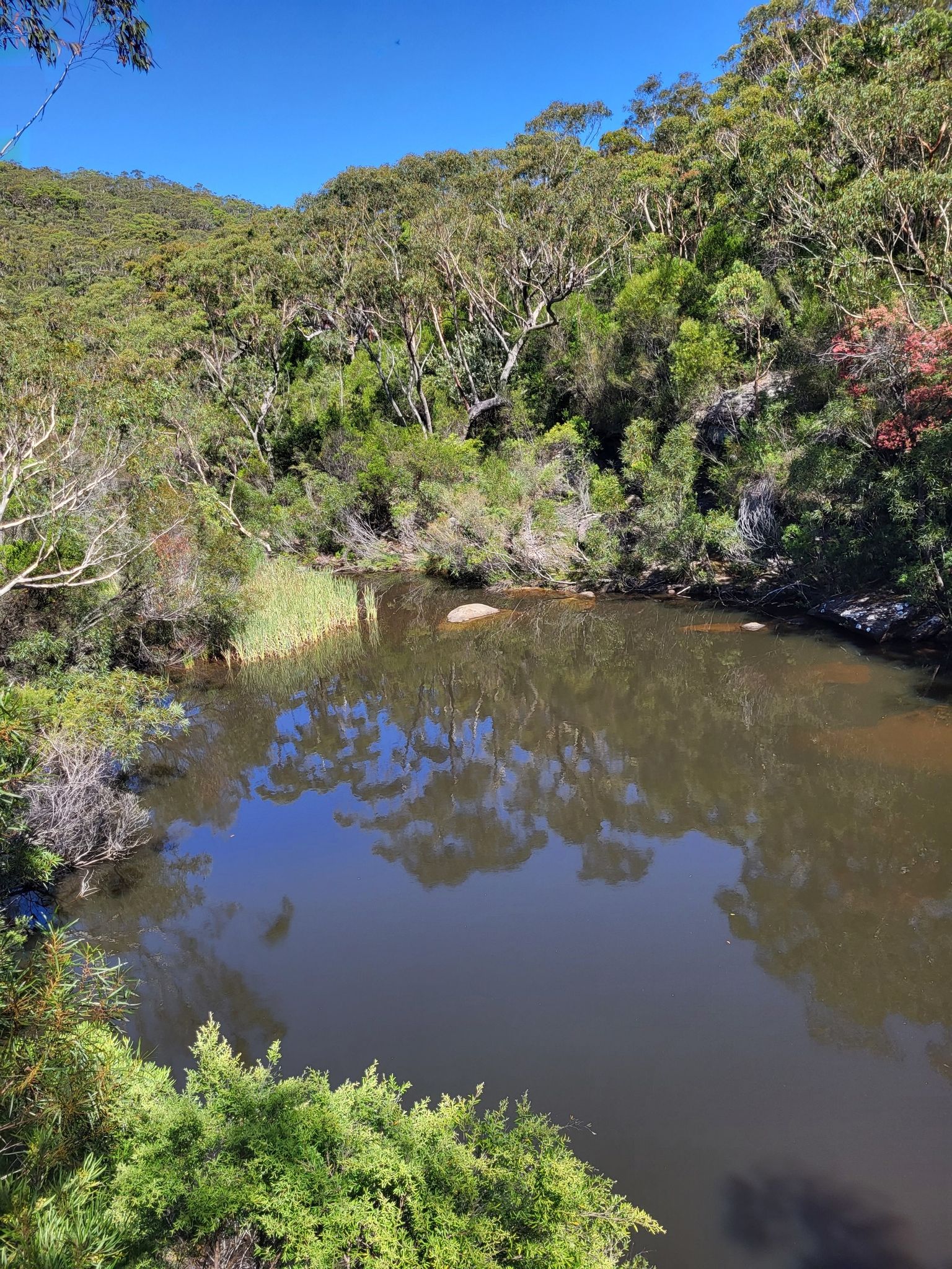 Kingfisher Pool