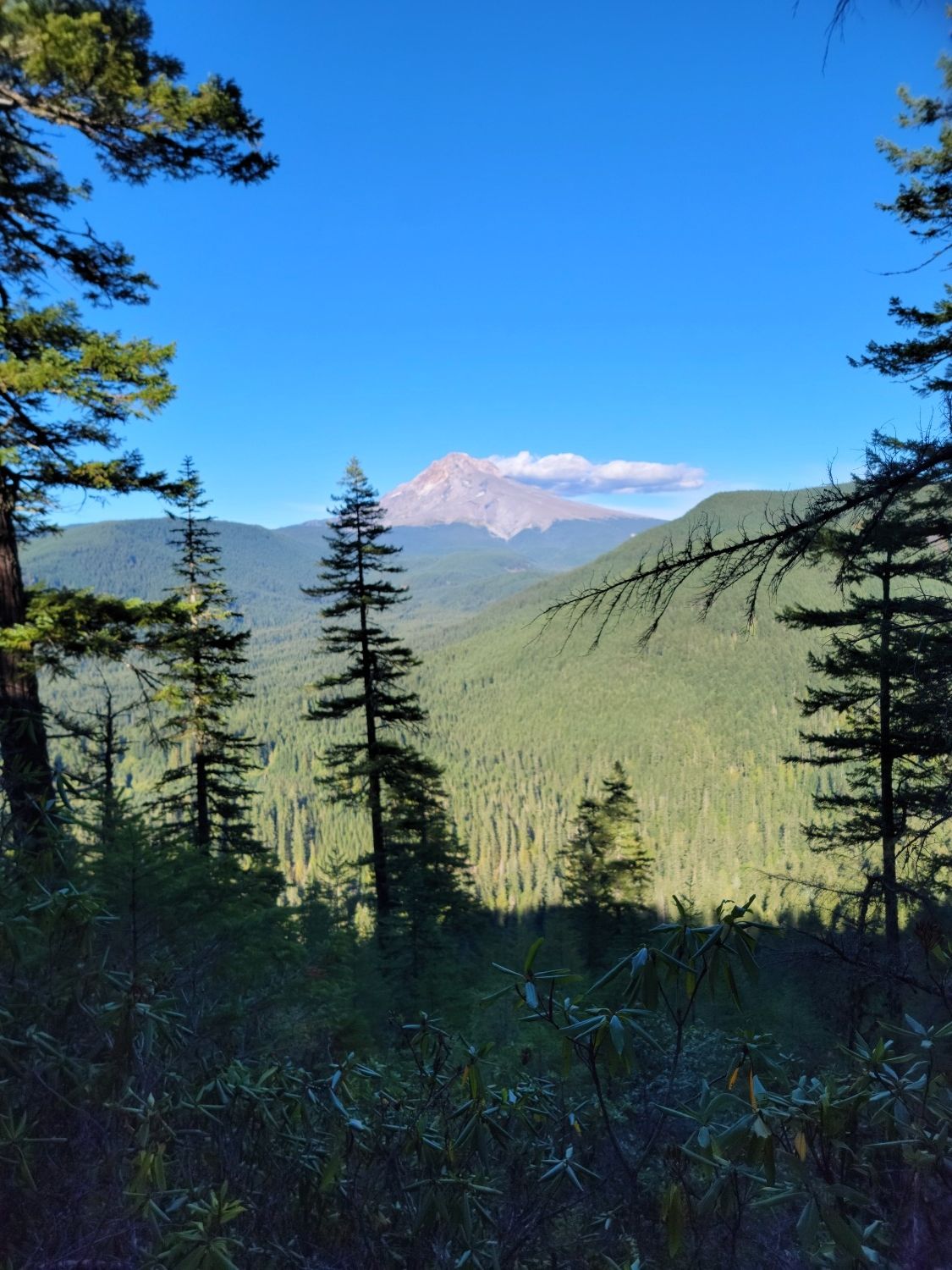 Distant snow-capped mountain peak framed by dark green forest under blue sky. - Cool Creek Trail to Devil's Peak
