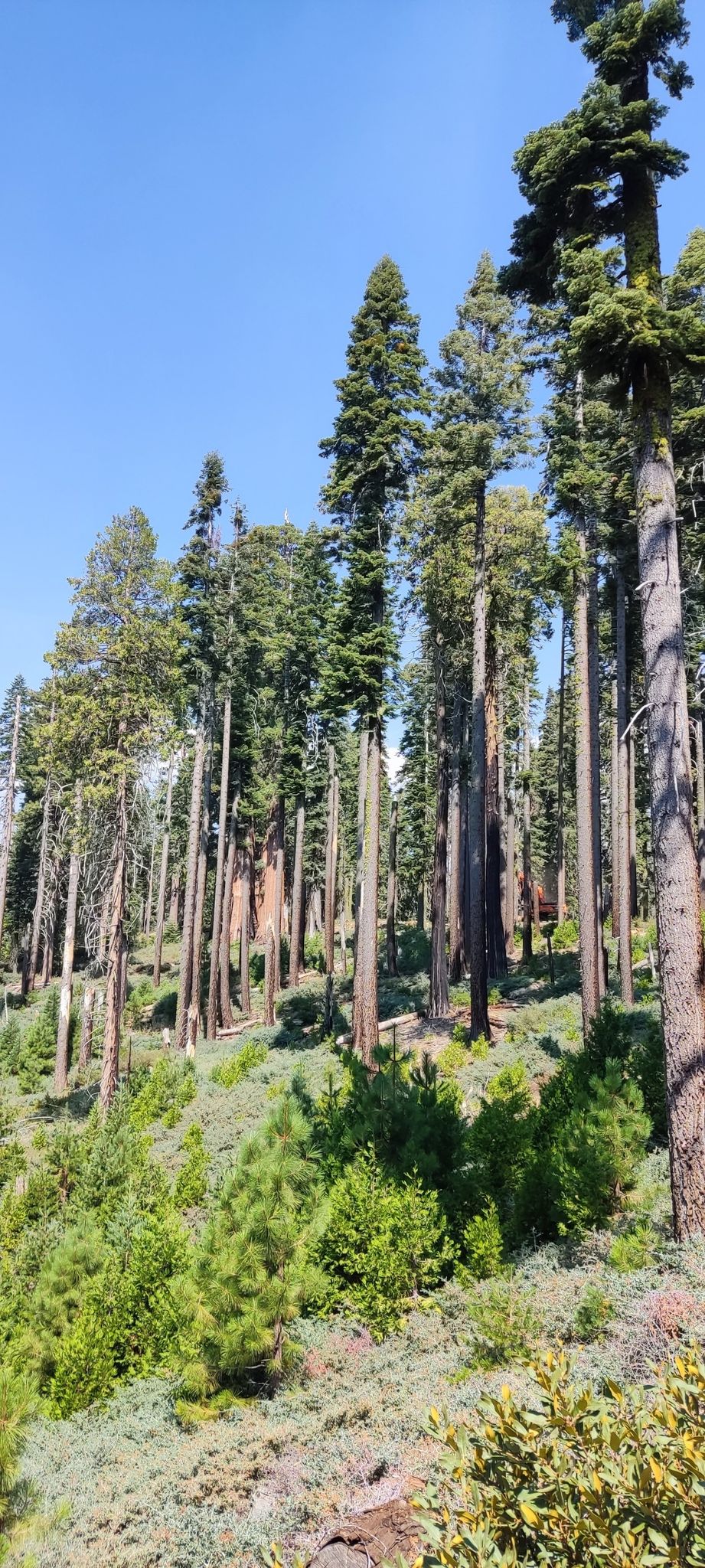 A sunlit hillside covered in dense, tall evergreen trees and green undergrowth. - Mariposa Cabin Trail