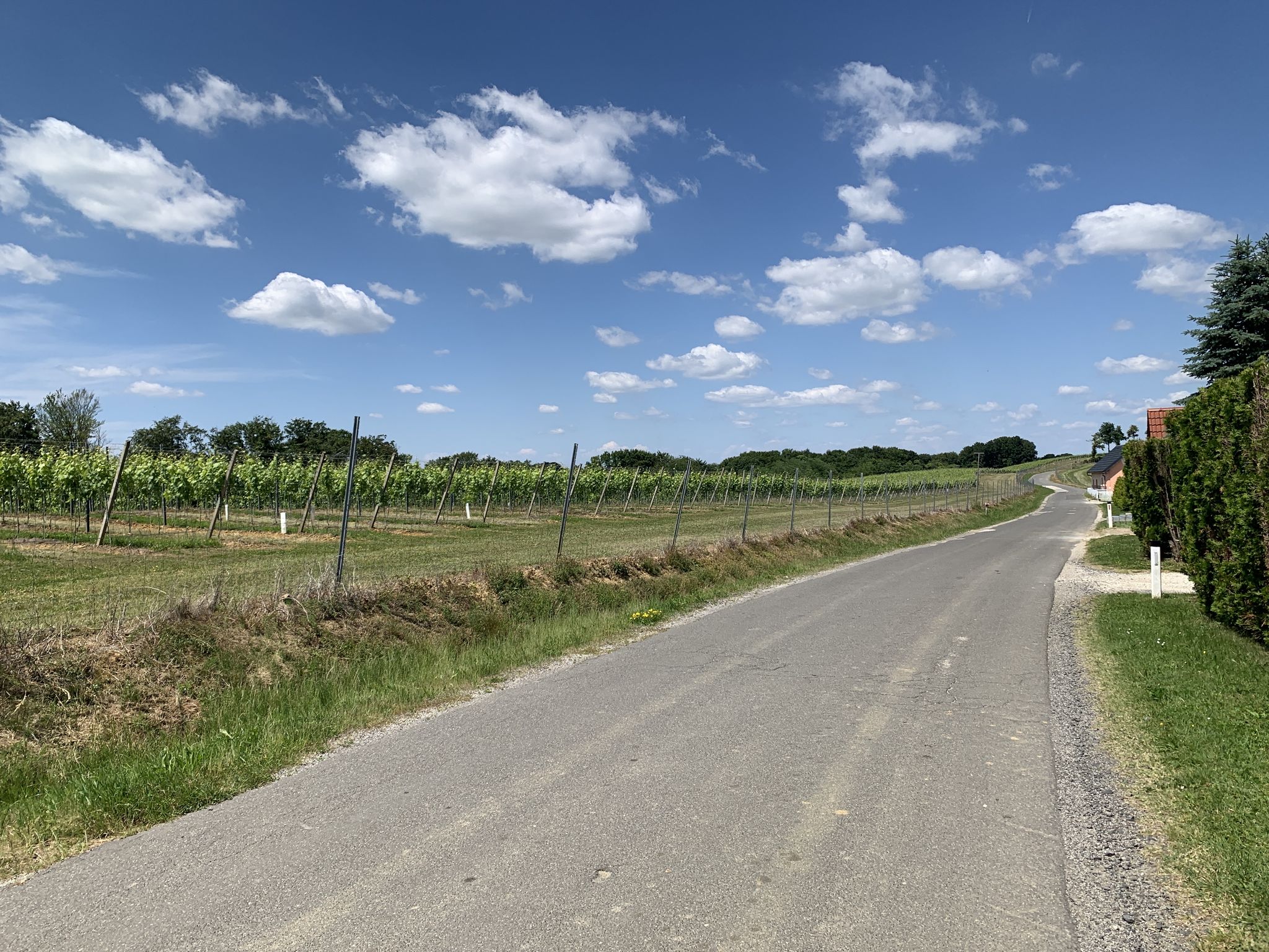 Weinberge bei Rožički Vrh