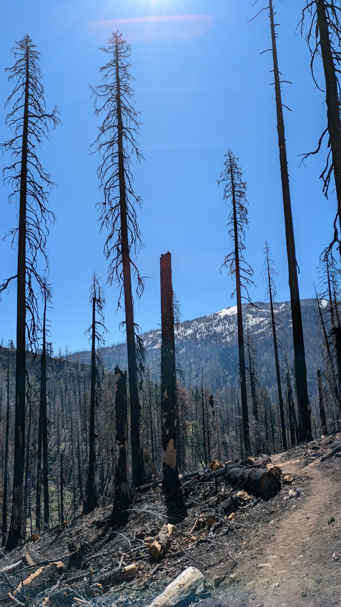 Tall, charred trees stand on a hillside under a bright blue sky. - Mill Creek Falls Trail