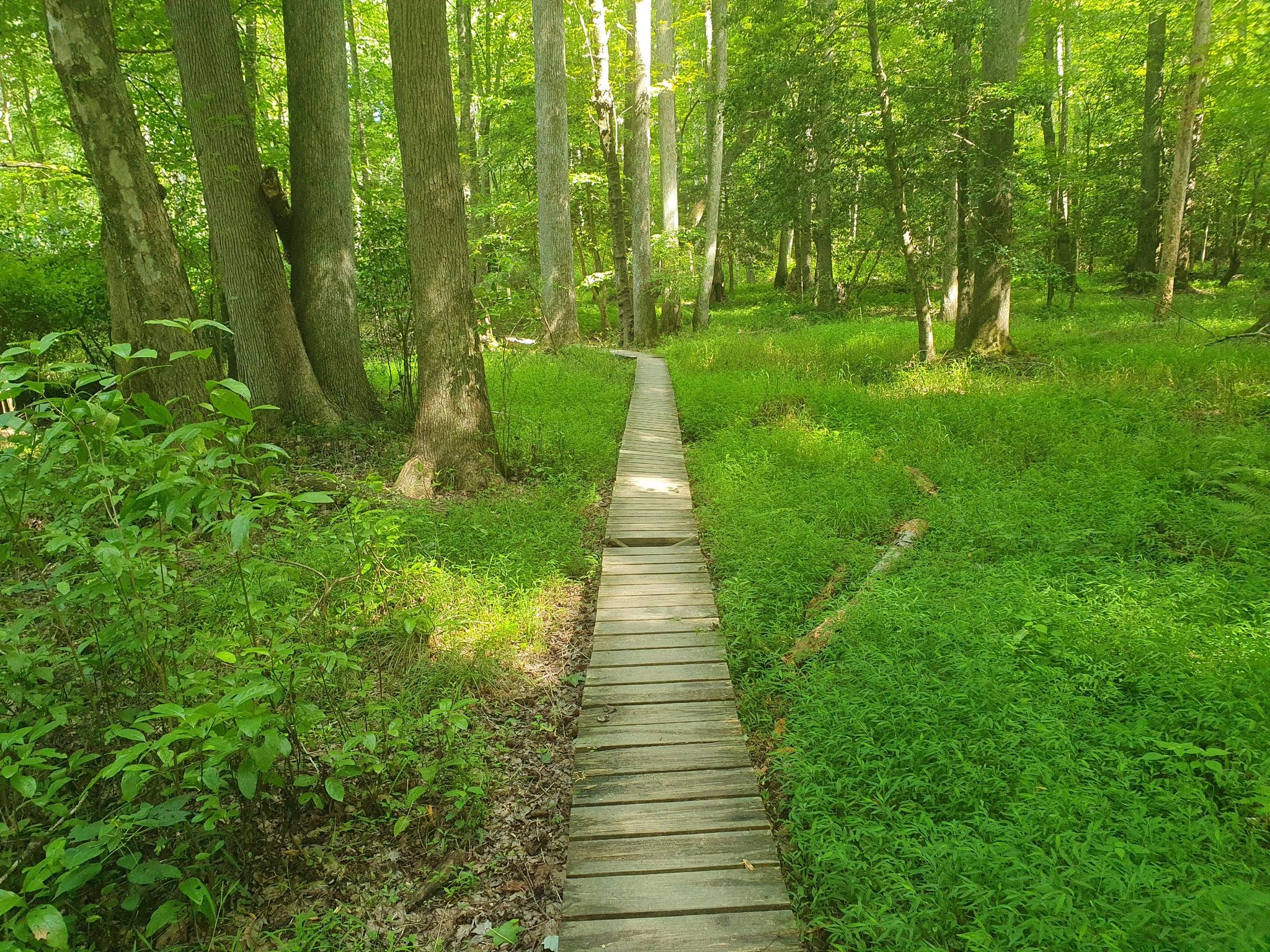 Wooden boardwalk winding through a vibrant green, sunlit forest. - St. Mary's Lake Loop