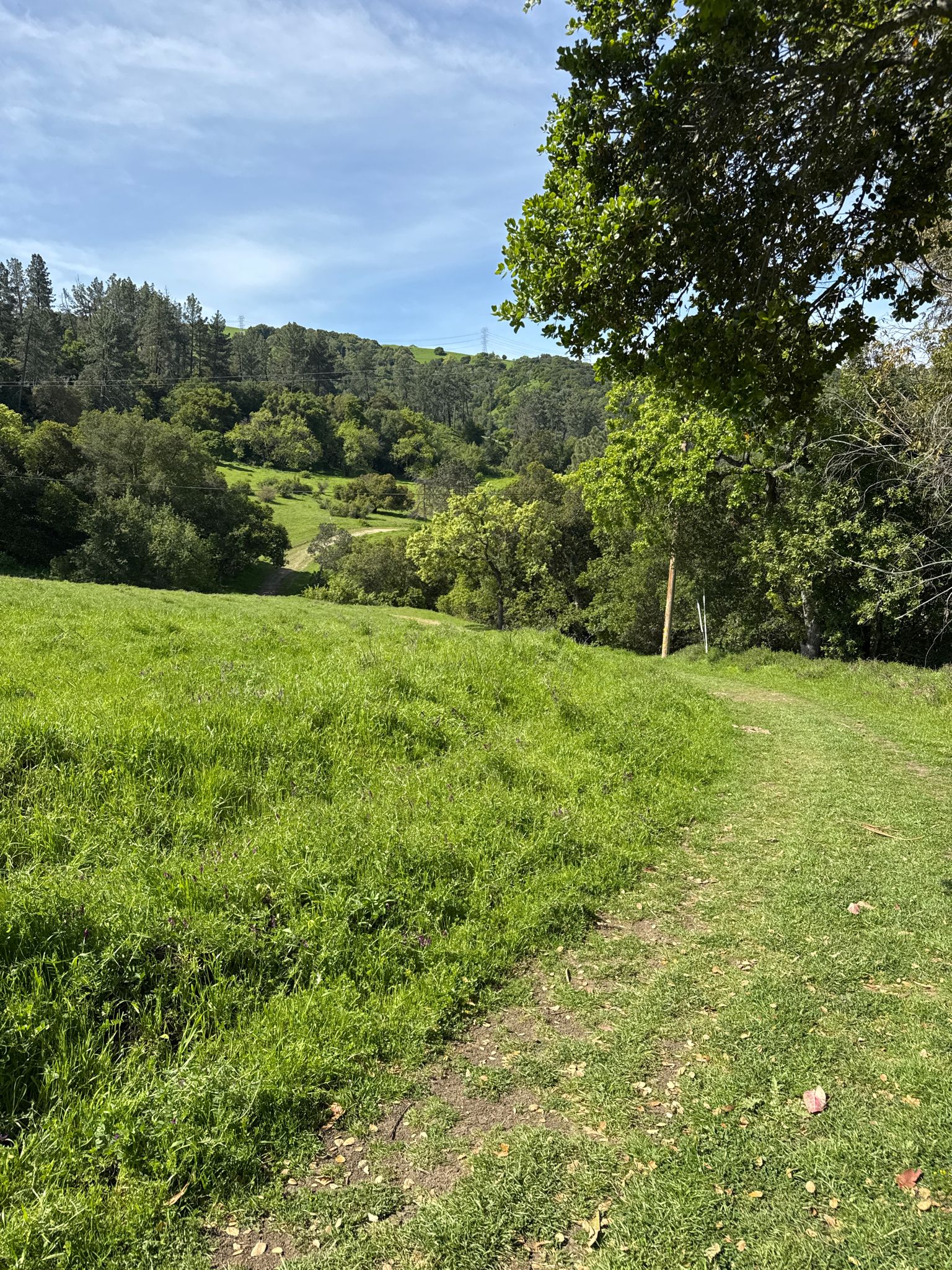 Grassy field with scattered trees and rolling green hills under a blue sky. - Orchard, Old Briones Road and Alhambra Creek Loop