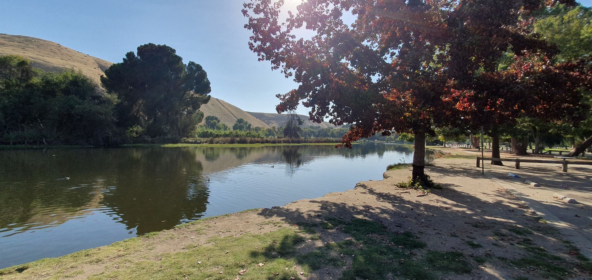 A sunny lake with trees, reflections, and distant hills under a bright sky. - Panorama Park – The Bluffs loop from Gosford