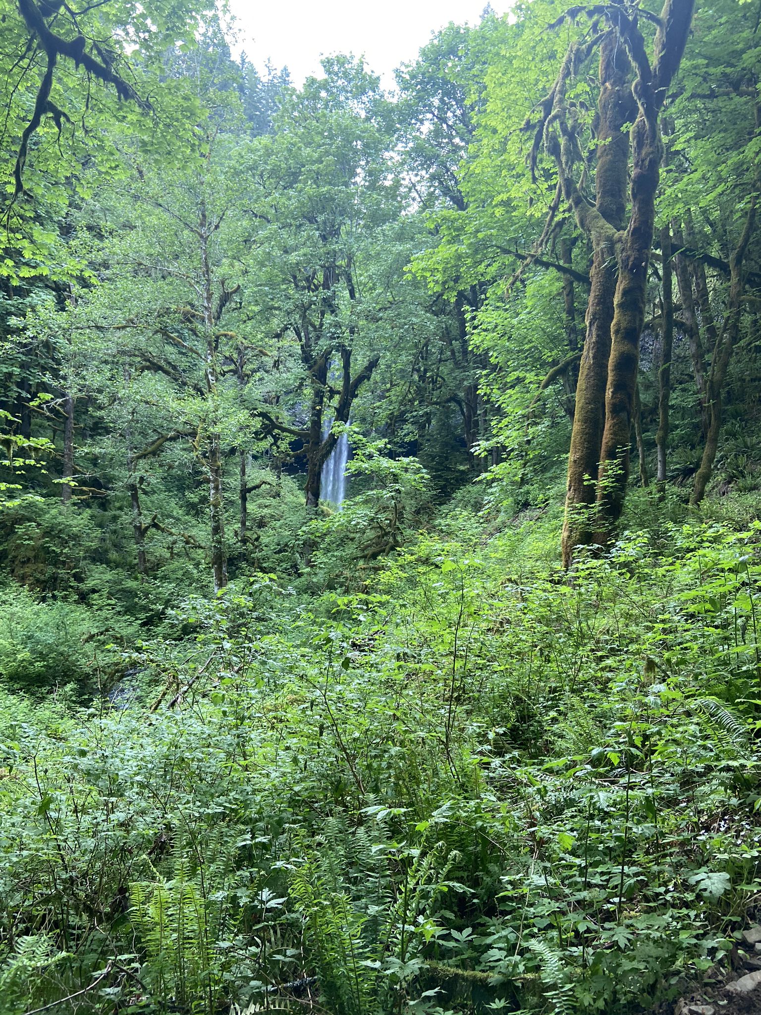 Distant waterfall seen through a dense, lush green forest on an overcast day. - Shellburg Falls Recreation Area loop