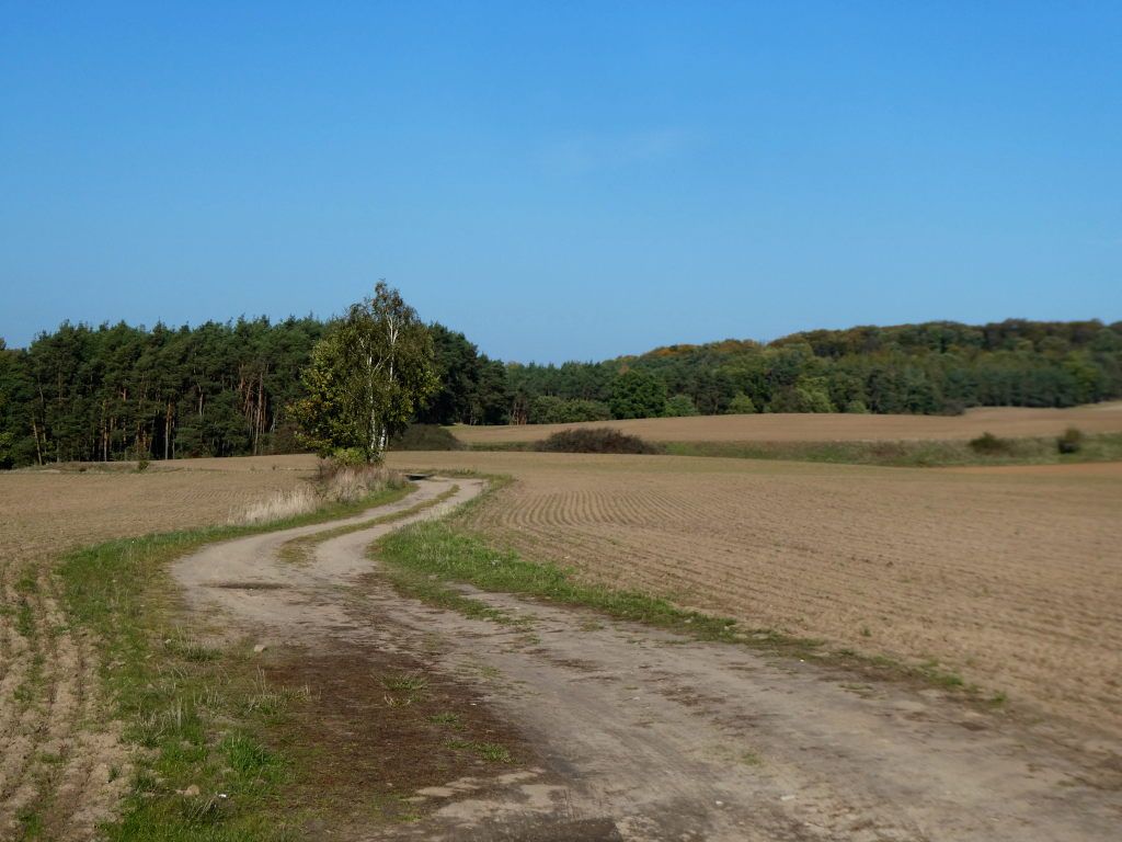 bei Groß Ziethen - Weg zum Grumsin