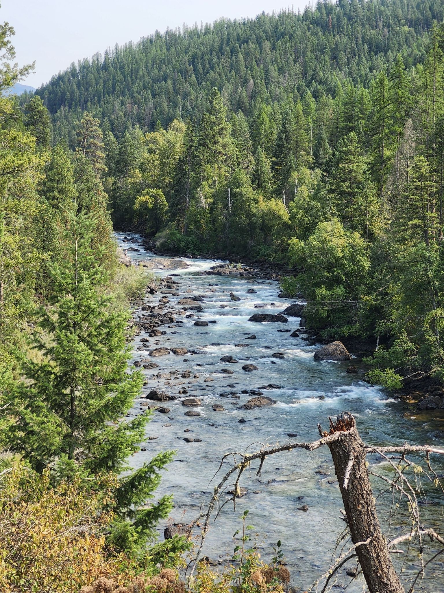 A clear river flows through a dense evergreen forest on a bright day. - Swan River Nature Trail