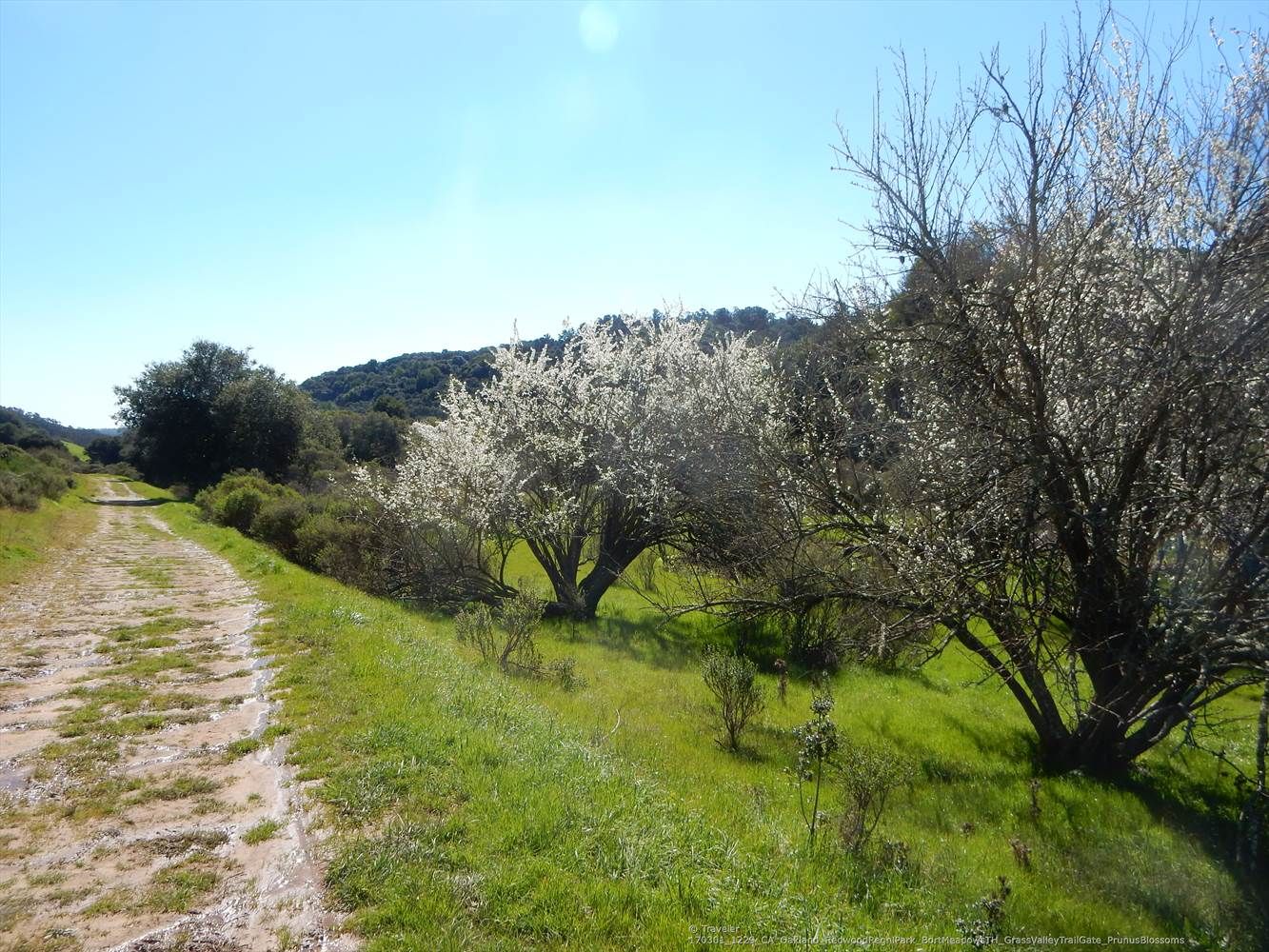 Sunny dirt path winding through green hills with blooming trees. - Grass Valley Trail