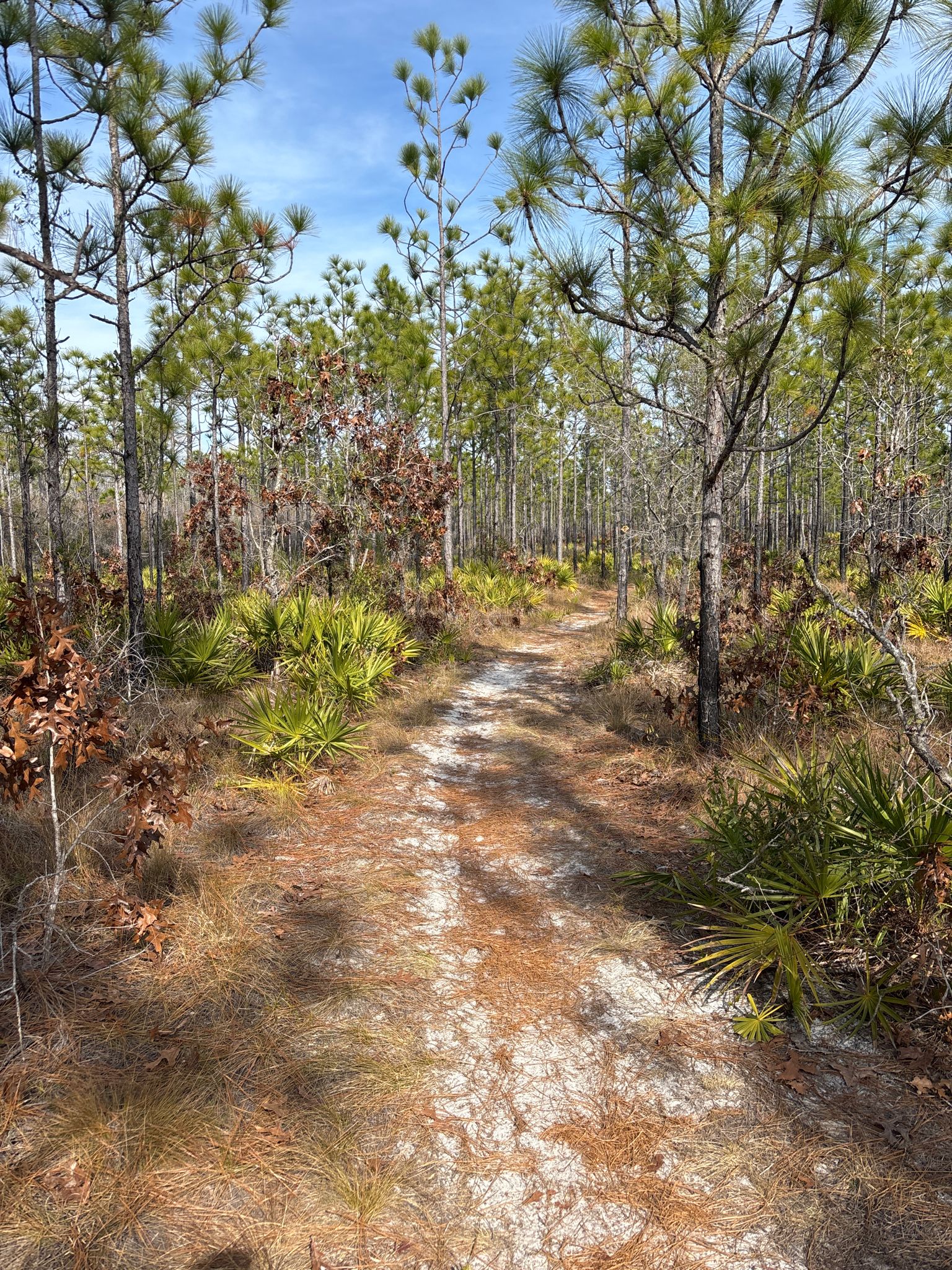 A sandy path through a sunlit pine and palmetto forest. - Eastern Lake Trail loop