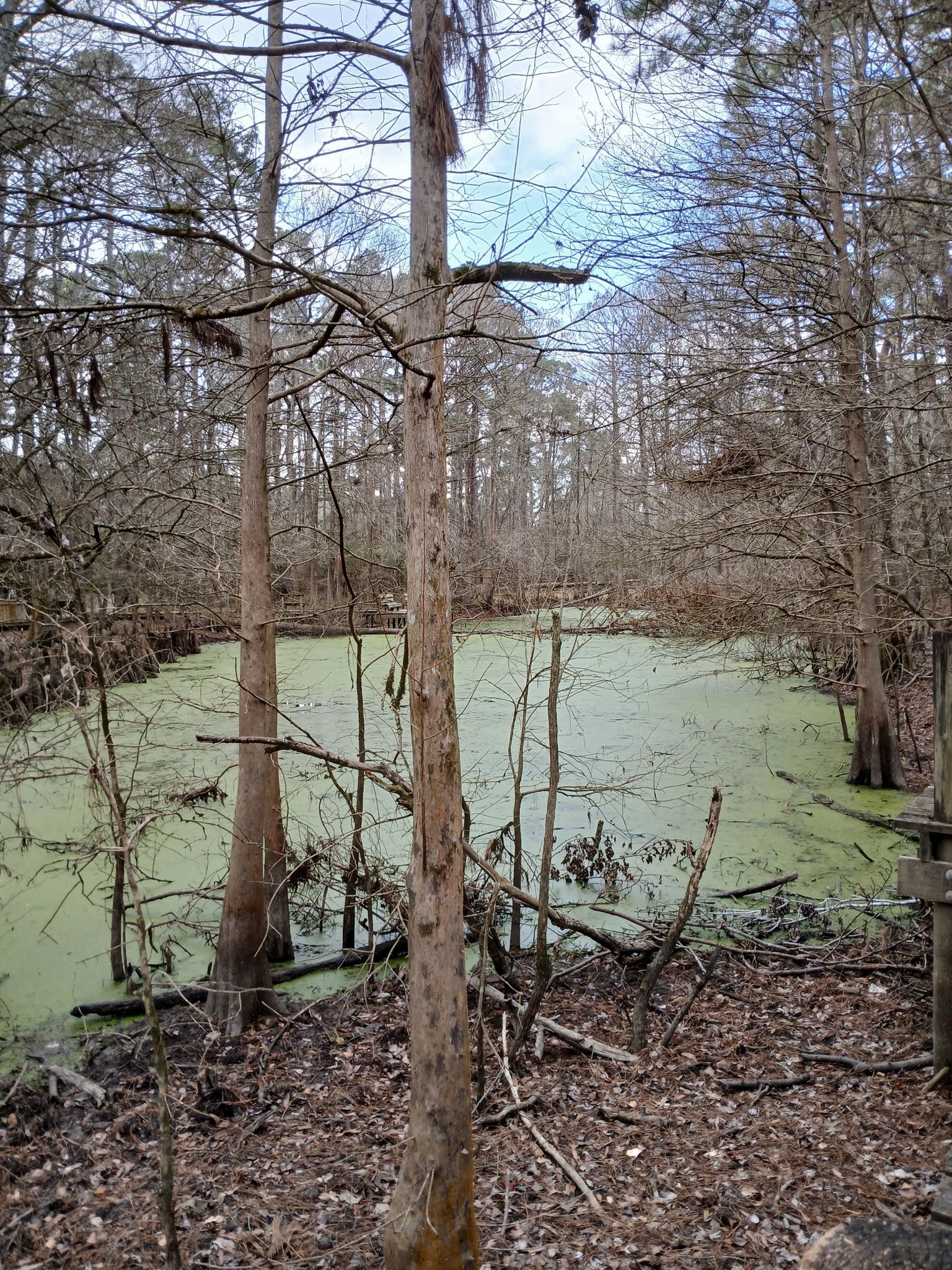 A green, algae-covered swamp surrounded by bare trees under an overcast sky. - Spring Creek Greenway and Canoe Launch Loop