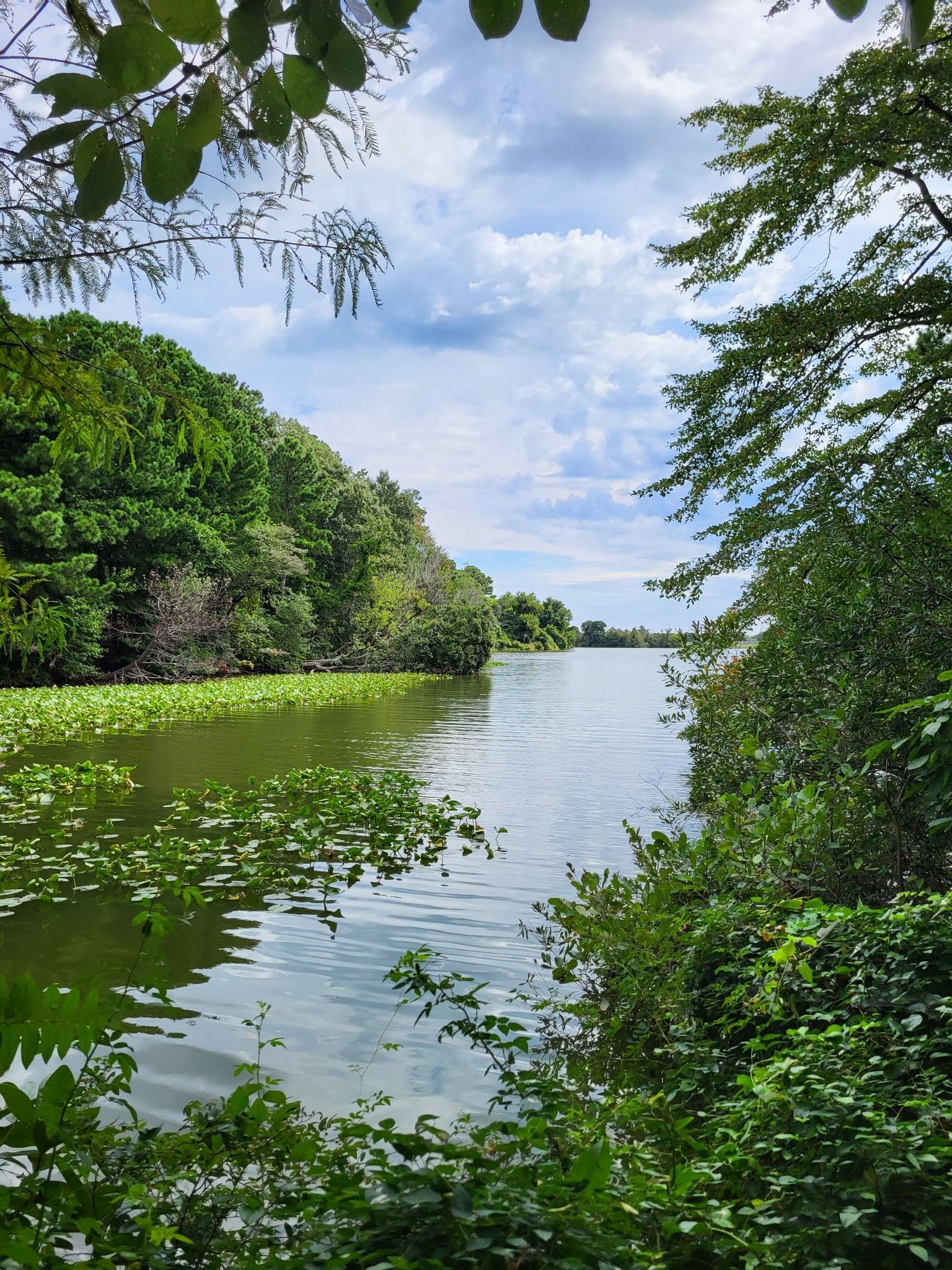 A wide river with lily pads, framed by lush green trees under a cloudy sky. - Norfolk Botanical Garden loop from Joint Expeditionary Base Little Creek - Fort Story East