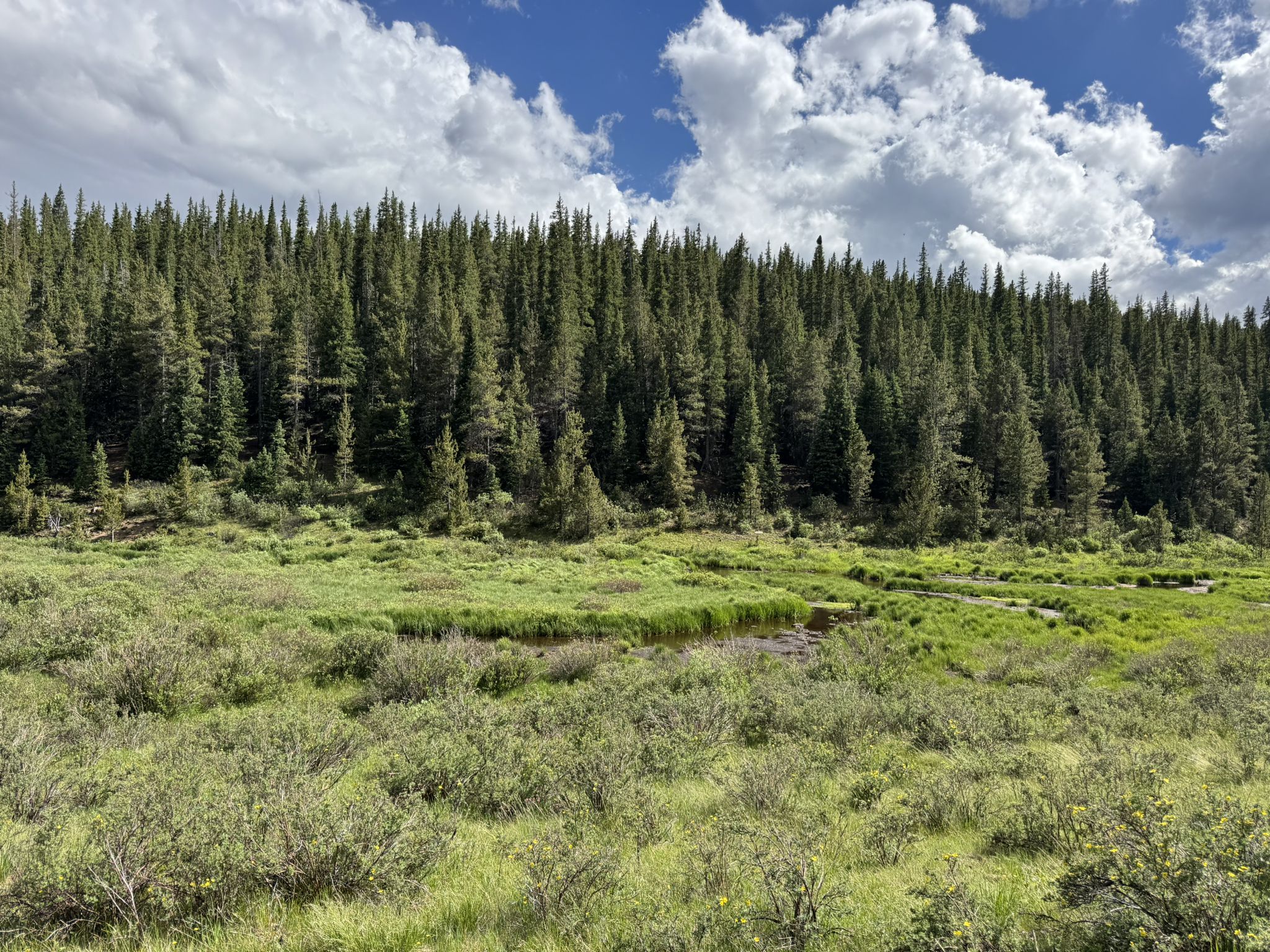 Dense evergreen forest borders a lush green meadow under a partly cloudy sky. - Brookside-McCurdy Trail