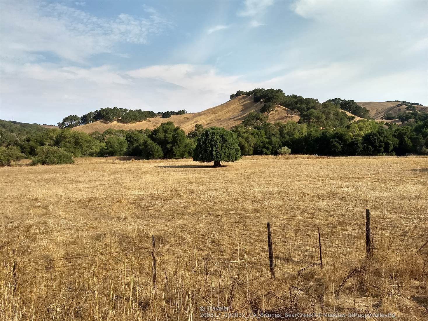 Lone tree in a vast dry grass field, with rolling hills in background. - View of Bear Creek – Lamorinda Trail Loop loop from Russell Research Station