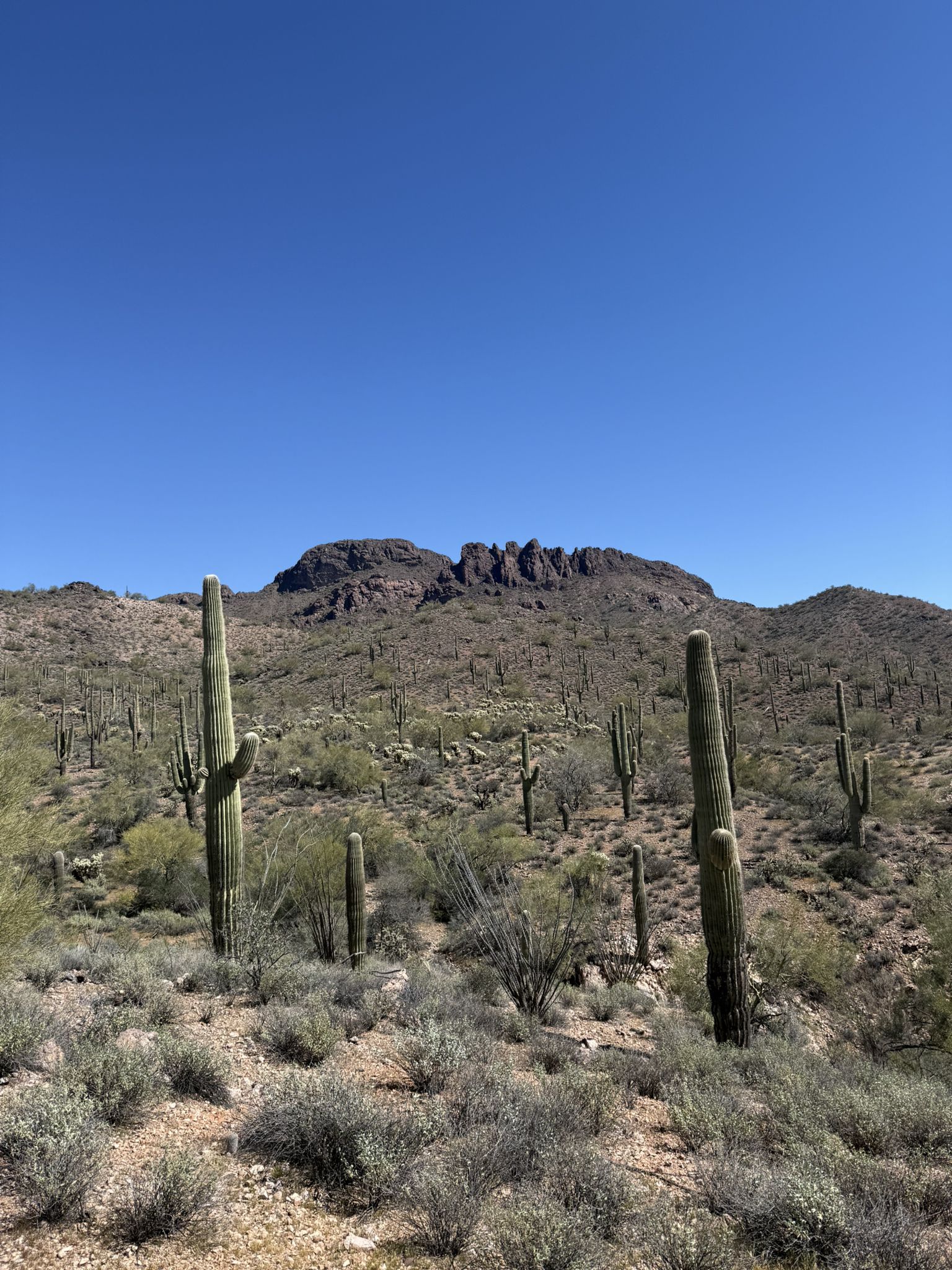 Rocky desert mountain with many saguaro cacti and shrubs under a clear sky. - Vulture Peak Trail